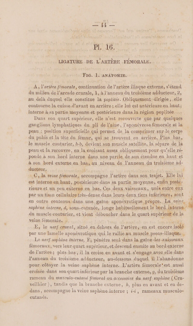 ae © Hi LD: LIGATURE. DE. L'ARTÈRE .FÉMORALE. Fi. 1. ANATOMIE. À , l'artère fémorale, continuation de l'artère iliaque externe, s’étend du milieu de l’arcade crurale, 1, à l’anneau du troisième adducteur, 2, au delà duquel elle constitue la poplitée. Obliquement: dirigée ;,.elle contourne la cuisse.d’avant en arrière; elle lui est antérieure en haut; interne à.sa partie moyenne ét postérieure dans Ja région poplitée Dans son quart supérieur, elle n’est recouverte que par quelques ganglions lymphatiques du pli de laine, l’aponévrose fémorale et la peau : position superficielle qui permet de la comprimer sur le corps du pubis et la tête du fémur, quise trouvent en arrière, Plus bas, le musele couturier, b-b, devient son muscle satellite, la sépare de la peauet la recouvre, en la croisant assez obliquement pour qu’elle ré- _ponde à son bord interne dans une partie. de son étendue en haut: et à son bord externe.en bas, au niveau de l'anneau du troisième ad- ducteur. A: C, la veine féorale., Sccompagne l'artère dans son trajet. Elle lui est interne en haut, postérieure dans sa partie moyenne, enfin posté- rieure et un peu externe en. bas. Ces deux vaisseaux, unis entre eux par un tissu cellulaire très-dense dans leurs deux tiers inférieurs, sont en outre contenus dans une. gaîne. aponévrotique propre. La veine, du muscle couturier,. et vient déboucher dans le quart. supérieur de la veine fémorale. : E, le nerf crural, situé en dehors de Pas ‘en est encore 861 par une lamelle aponévrotique qui le rallie au muscle psoas-iliaques Le nerf saphène interne, F; pénètre seul-dans la gaîne des vaisseaux fémoraux, vers leur quart supérieur, et descend ensuite au bord externe de l'artère; plus bas, il la croise en avant et, s'engage avec,elle dans l'anneau du troisième adducteur, au-dessous duquel, il l’abandonne pour, côtoyer la veine saphène interne. L'artère fémorale’est aussi croisée dans son quartinférieur par la branche externe, g, du troisième rameau du museulo-cutané fémoral ou accessoire du nerf: saphène ( Cru- veilhier ), tandis que la branche externe, À, plus en avant et en de- dans, accompagne la veine saphène interne ; i-i, rameaux musculo- cutanés. L