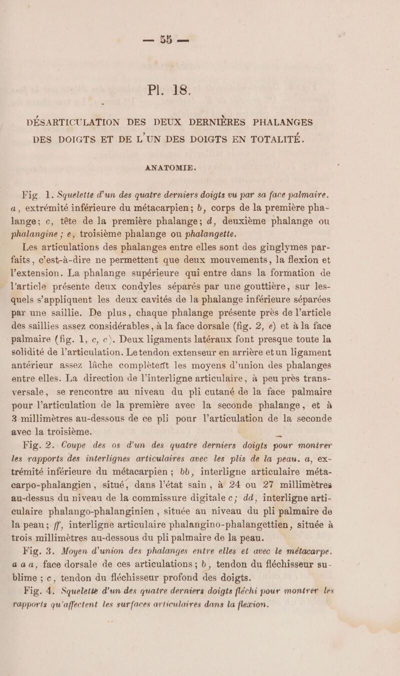 — 55 — Fl'-36 DÉSARTICULATION DES DEUX DERNIÈRES PHALANGES DES DOIGTS ET DE L'UN DES DOIGTS EN TOTALITÉ. ANATOMIE. Fig. 1. Squelette d'un des quatre derniers doigts vu par sa face palmaire. a, extrémité inférieure du métacarpien; b, corps de la première pha- lange; c, tête de la première phalange; d, deuxième phalange ou phalangine ; e, troisième phalange ou phalangette. Les articulations des phalanges entre elles sont des ginglymes par- faits, c’est-à-dire ne permettent que deux mouvements, la flexion et l'extension. La phalange supérieure qui entre dans la formation de _ l’article présente deux condyles séparés par une gouttière, sur les- quels s'appliquent les deux cavités de la phalange inférieure séparées par une saillie. De plus, chaque phalange présente près de l’article des saillies assez considérables , à la face dorsale (fig. 2, e) et à la face -palmaire (fig. 1, c, c). Deux ligaments latéraux font presque toute la solidité de l’articulation. Le tendon extenseur en arrière etun ligament antérieur assez lâche complètent les moyens d'union des phalanges entre elles. La direction de l’interligne articulaire, à peu près trans- versale, se rencontre au niveau du pli cutané de la face palmaire pour l’articulation de la première avec la seconde phalange, et à 3 millimètres au-dessous de ce pli pour l'articulation de la seconde avec la troisième. # Fig. 2. Coupe des os d'un des quatre derniers doigts pour montrer les rapports des interlignes articulaires avec les plis de la peau. a, ex- trémité inférieure du métacarpien ; bb, interligne articulaire méta- carpo-phalangien, situé, dans l’état sain, à 24 ou 27 millimètres au-dessus du niveau de la commissure digitale c; dd, interligne arti- culaire phalango-phalanginien , située au niveau du pli palmaire de la peau; ff, interligne articulaire phalangino-phalangettien, située à trois millimètres au-dessous du pli palmaire de la peau. Fig. 3. Moyen d'union des phalanges entre elles et avec le métacarpe. a a a, face dorsale de ces articulations ; b, tendon du fléchisseur su- blime ; c, tendon du fléchisseur profond des doigts. Fig. 4. Squelette d’un des quatre derniers doigts fléchi pour montrer les rapports qu'affectent les surfaces articulaires dans la flexion.