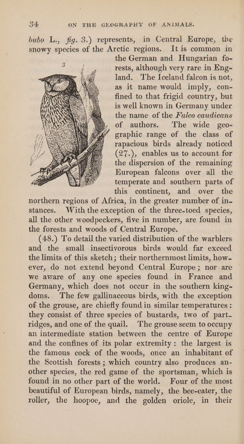 bubo L., fig. 8.) represents, in Central Europe, the snowy species of the Arctic regions. It is common in the German and Hungarian fo- rests, although very rare in Eng- land. ‘he Iceland falcon is not, as it name would imply, con- fined to that frigid country, but is well known in Germany under the name of the Falco caudicans of authors. The wide geo- graphic range of the class of rapacious birds already noticed (27.), enables us to account for the dispersion of the remaining European falcons over all the temperate and southern parts of this continent, and over the northern regions of Africa, in the greater number of in- stances. With the exception of the three-toed species, all the other woodpeckers, five in number, are found in the forests and woods of Central Europe. (48.) To detail the varied distribution of the warblers and the small insectivorous birds would far exceed the limits of this sketch; their northernmost limits, how- ever, do not extend beyond Central Europe; nor are we aware of any one species found in France and Germany, which does not occur in the southern king- doms. The few gallinaceous birds, with the exception of the grouse, are chiefly found in similar temperatures : they consist of three species of bustards, two of part- ridges, and one of the quail. The grouse seem to occupy an intermediate station between the centre of Europe and the confines of its polar extremity: the largest is the famous cock of the woods, once an inhabitant of the Scottish forests ; which country also produces an- other species, the red game of the sportsman, which is found in no other part of the world. Four of the most beautiful of European birds, namely, the bee-eater, the roller, the hoopoe, and the golden oriole, in their