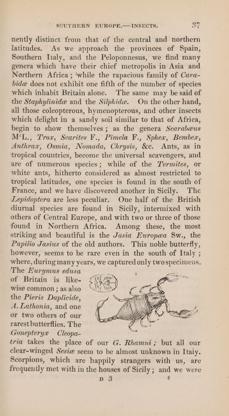 SOUTHERN EUROPE.—INSECTS. OT nently distinct from that of the central and northern latitudes. As we approach the provinces of Spain, Southern Italy, and the Peloponnesus, we find many genera which have their chief metropolis in Asia and Northern Africa ; ‘while the rapacious family of Cara- bide does not exhibit one fifth of the number of species which inhabit Britain alone. ‘The same may be said of the Staphylinide and the Silphide. On the other hand, all those coleopterous, hymenopterous, and other insects which delight in a sandy soil similar to that of Africa, begin to show themselves; as the genera Scarabeus M‘L., Trox, Scarites F., Pimela F., Sphex, Bembex, Anthrax, Osmia, Nomada, Chrysis, &amp;c. Ants, as in tropical countries, become the universal scavengers, and are of numerous species; while of the Termites, or white ants, hitherto considered as almost restricted to tropical latitudes, one species is found in the south of France, and we have discovered another in Sicily. The Lepidoptera are less peculiar. One half of the British diurnal species are found in Sicily, intermixed with others of Central Europe, and with two or three of those found in Northern Africa. Among these, the most striking and beautiful is the Jusia Europea Sw., the Papilio Jasius of the old authors. This noble butterfly, however, seems to be rare even in the south of Italy ; where, during many years, we captured only twospecimens. The Eurymus edusa of Britain is like- ¢ ace wise common; asalso ‘“% co the Pieris Daplicide, A. Lathonia, and one or two others of our rarest butterflies. The Gonepteryx Cleopa- tria takes the place of our G. Rhamni; but all our clear-winged Sesie@ seem to be almost unknown in Italy. Scorpions, which are happily strangers with us, are frequently met with in the houses of Sicily; and we were D 3 %