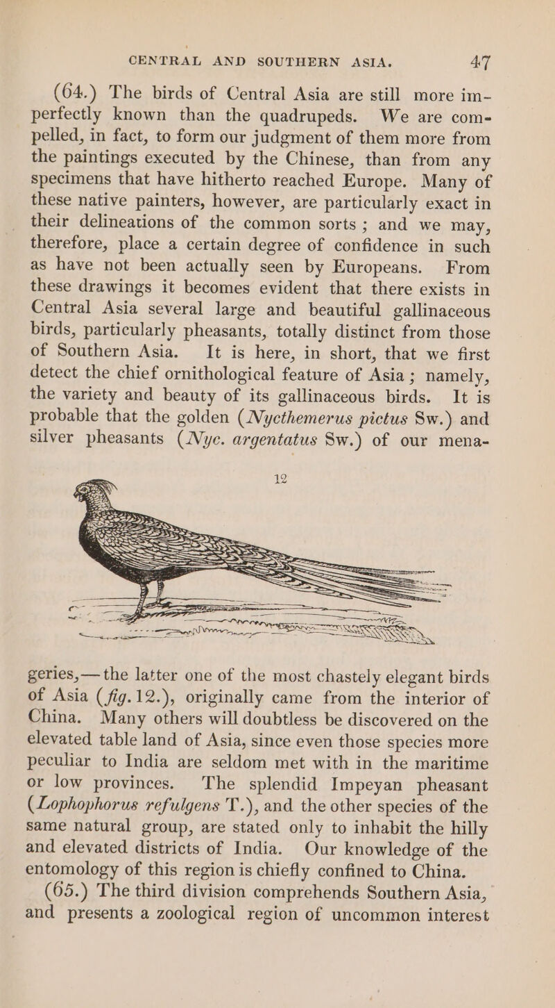 CENTRAL AND SOUTHERN ASIA. AT (64.) The birds of Central Asia are still more im- perfectly known than the quadrupeds. We are com- pelled, in fact, to form our judgment of them more from the paintings executed by the Chinese, than from any specimens that have hitherto reached Europe. Many of these native painters, however, are particularly exact in their delineations of the common sorts; and we may, therefore, place a certain degree of confidence in such as have not been actually seen by Europeans. From these drawings it becomes evident that there exists in Central Asia several large and beautiful gallinaceous birds, particularly pheasants, totally distinct from those of Southern Asia. It is here, in short, that we first detect the chief ornithological feature of Asia ; namely, the variety and beauty of its gallinaceous birds. It is probable that the golden (Mycthemerus pictus Sw.) and silver pheasants (Nyc. argentatus Sw.) of our mena- geries,— the latter one of the most chastely elegant birds of Asia (fig.12.), originally came from the interior of China. Many others will doubtless be discovered on the elevated table land of Asia, since even those species more peculiar to India are seldom met with in the maritime or low provinces. The splendid Impeyan pheasant (Lophophorus refulgens T.), and the other species of the same natural group, are stated only to inhabit the hilly and elevated districts of India. Our knowledge of the entomology of this region is chiefly confined to China. (65.) The third division comprehends Southern Asia, and presents a zoological region of uncommon interest