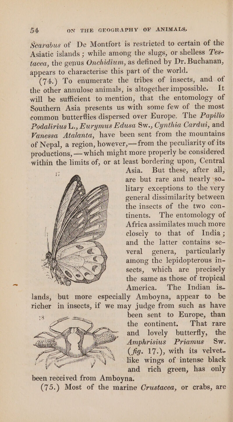 ‘ Searabus of De Montfort is restricted to certain of the Asiatic islands ; while among the slugs, or shelless Tes- tacea, the genus Onchidium, as defined by Dr. Buchanan, appears to characterise this part of the world. (74.) To enumerate the tribes of insects, and of the other annulose animals, is altogether impossible. It will be sufficient to mention, that the entomology of Southern Asia presents us with some few of the most common butterflies dispersed over Europe. The Papilio Podalirius L., Eurymus Edusa Sw., Cynthia Cardui, and Vanessa Atalanta, have been sent from the mountains of Nepal, a region, however,— from the peculiarity of its productions, — which might more properly be considered within the limits of, or at least bordering upon, Central Asia. But these, after all, are but rare and nearly ‘so- litary exceptions to the very general dissimilarity between the insects of the two con- tinents. The entomology of Africa assimilates much more closely to that of India ; and the latter contains: se- veral genera, particularly among the lepidopterous in- sects, which are precisely the same as those of tropical America. The Indian is- lands, but more especially Amboyna, appear to be richer in insects, if we may judge from such as have been sent to Europe, than the continent. That rare and lovely butterfly, the Amphrisius Priamus Sw. (fig. 17.), with its velvet. like wings of intense black and rich green, has only been received from Amboyna. (75.) Most of the marine Crustacea, or crabs, are