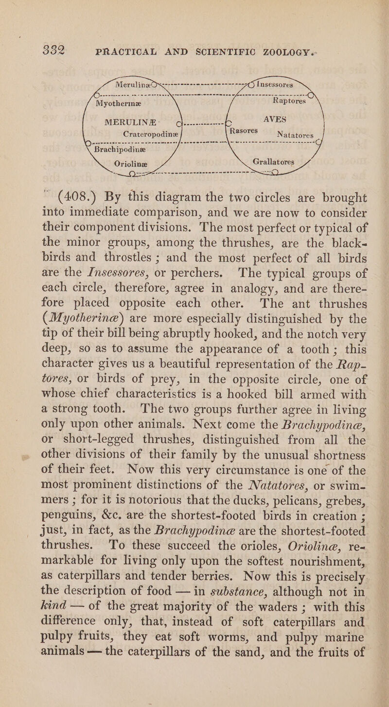 JOS Soe es an res eg Insessores Myothermze Raptores MERULINE* “Q)----.2=---- AVES | Crateropodine REores Natatores ‘Brachipodine Oriolinze Grallatores -- Bi anee neem wee nsenen es Sennenme ~ (408.) By this diagram the two circles are brought into immediate comparison, and we are now to consider their component divisions. The most perfect or typical of the minor groups, among the thrushes, are the black~ birds and throstles ; and the most perfect of all birds are the Insessores, or perchers. The typical groups of each circle, therefore, agree in analogy, and are there- fore placed opposite each other. The ant thrushes (Myothering) are more especially distinguished by the tip of their bill being abruptly hooked, and the notch very deep, so as to assume the appearance of a tooth; this character gives us a beautiful representation of the Rap- tores, or birds of prey, in the opposite circle, one of whose chief characteristics is a hooked bill armed with a strong tooth. The two groups further agree in living only upon other animals. Next come the Brachypodine, or short-legged thrushes, distinguished from all the other divisions of their family by the unusual shortness. of their feet. Now this very circumstance is one of the most prominent distinctions of the Natatores, or swim- mers ; for it is notorious that the ducks, pelicans, grebes, penguins, &amp;c. are the shortest-footed birds in creation ; just, in fact, as the Brachypodine are the shortest-footed thrushes. To these succeed the orioles, Orioline, re- markable for living only upon the softest nourishment, as caterpillars and tender berries. Now this is precisely the description of food — in substance, although not in kind — of the great majority of the waders ; with this difference only, that, instead of soft caterpillars and pulpy fruits, they eat soft worms, and pulpy marine animals — the caterpillars of the sand, and the fruits of