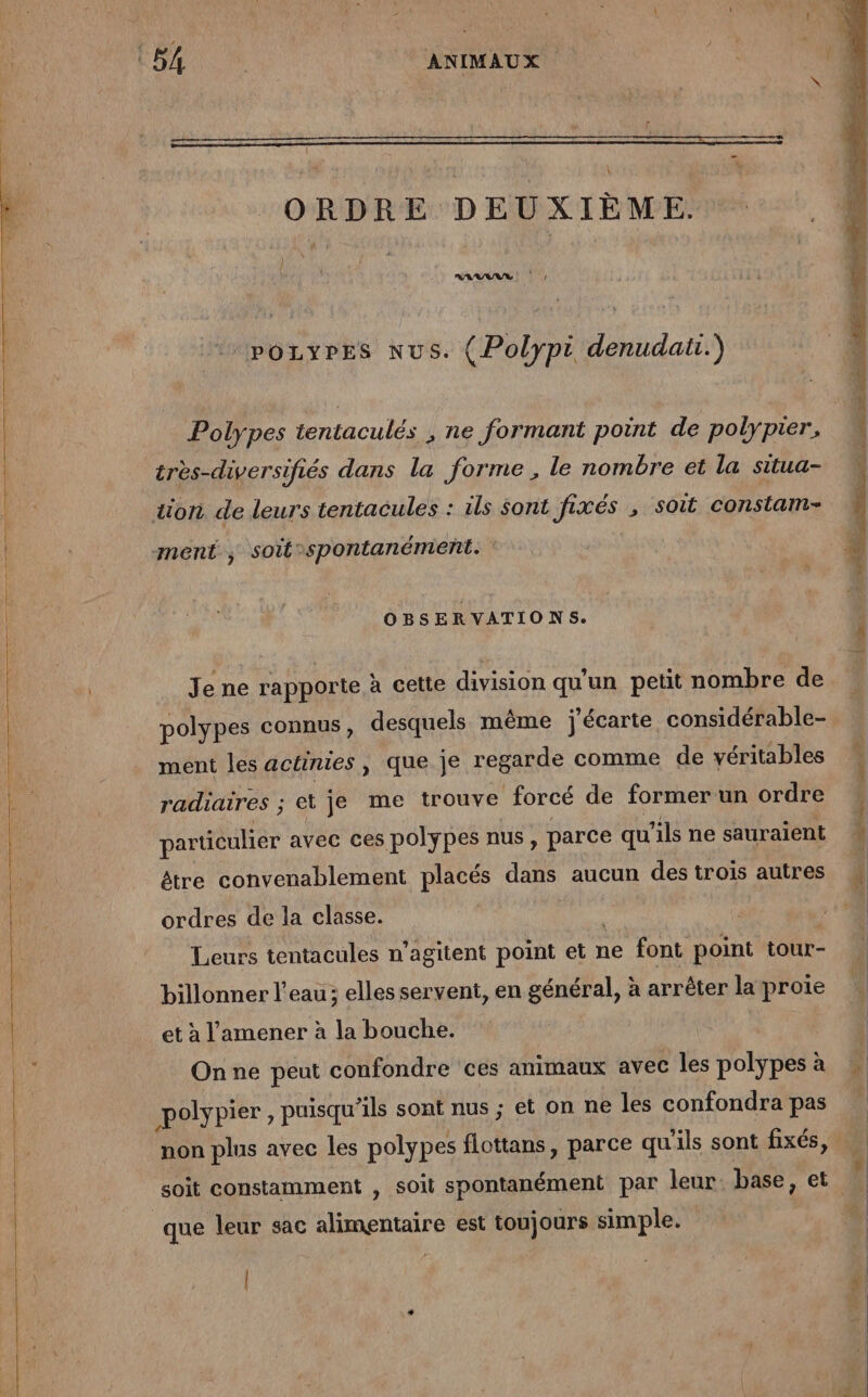 ORDRE DEUXIÈME. pozyres nus. (Polypi denudaü.) Polypes tentaculés ; ne formant point de polypier, très-diversifiés dans la forme , le nombre et la situa- tion de leurs tentacules : ils sont fixés , soit constam- ment ; soit-spontanément. OBSERVATIONS. Je ne rapporte à cette division qu'un petit nombre de polypes connus, desquels même j'écarte considérable- ment les actinies, que je regarde comme de véritables radiaires ; ; etje me trouve forcé de former un ordre particulier avec ces polypes nus, parce qu ils ne sauraient être convenablement placés dans aucun des trois autres ordres de la classe. Leurs tentacules n’agitent point et ne font point tour- billonner l’eau; elles servent, en général, à arrêter la proie et à l’'amener à la bouche. On ne peut confondre ‘ces animaux avec les polypes à polypier, puisqu'ils sont nus ; et on ne les confondra pas non plus avec les polypes flottans, parce qu ils sont fixés, que leur sac alimentaire est toujours simple.