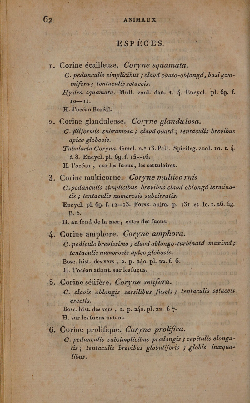 0%” | : ANIMAUX ESPÉCES SM. | 1. Corine écailleuse. Coryne squamata. C. pedunculis simplicibus ; clavé ovato-oblongé, basi gem- mifera; tentacults setaceis. Hydra squamata. Mull. zool. dan. t. 4. Encycl. pl. 69. f. 10—11. | ‘H. l'océan Boréal, 2. Corine glanduleuse. Coryne glandulosa. C. filiformis subramosa ; clavd ovatd ; tentaculis brevibus apice globosis. Tubularia Coryna. Gmel. n.0 13. Pall. CPAS zool. 10. t. 4. f. 8. Encycl. pl. 60. f. 15--16. H. l’océan , sur les fucus, les sertulaires. 3. Corine multicorne: Coryne miultico rnis C.pedunculis simplicibus brevtbus clavd oblongä termina= ëts ; tentaculis numerosis subcirratis. 2 Encycl. pl. 69. f. 12--13. Forsk. anim. p. 131 et Ie. t. 26. fig. B. b. H. au fond de la mer, entre des fucus. 4. Corine amphore. Coryne amphora. C. pediculo brevissimo ; clavd oblongo-turbinatd maximd; tentaculis numerosis apice globosts. } Bosc. hist. des vers , 2, p. 240. pl. 22.f. 6. H. l’océan atlant. sur lesfucus. 5. Corine séufère. Coryne setifera. ©. clavis CPAS sessilibus fuseis ; tentaculis selaceis erectis. Bosc. hist. des vers , 2. p. 240. pl. 2. d'à GE H. sur les fucus natans. ‘6. Corine prolifique. Coryne prob ifica. C. pedunculis subsimplicibus prælongis ; capitulrs ppm Lis ; tenlaculis brevibus globuliferis ; globis inæqua- libus.