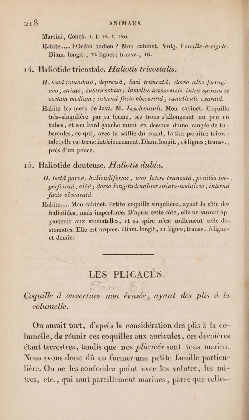 Martini, Conch. 1. t. 14. f. 140. Habite... l'Océan indien ? Mon cabinet. Vulg. Vorerlle-à-rigole. Diam. longit., 22 lignes; transv., 16. 14. Haliotide tricostale. Aaliotis tricostalis. H. testé rotundaté , depressä , basi truncatä ; dorso albo- rrugi- neo, striato, subtricostato ; lamellis transversis intra spiram et costam mediam ; intern&amp; facie obscuraté , canaliculo exaratd. Habite les mers de Java. M. Leschenault. Mon cabinet. Coquille très-singulière par sa forme, ses trous s’allongeant un peu en tubes , et son bord gauche muni en dessous d’une rangée de tu- bercules, ce qui, avec la saillie du canal, la fait paraître tricos- tale ; elle est terne intérieurement. Diam. longit. , 14 lignes ; transv., près d’un pouce. 15. Haliotide douteuse. ÆZaliotis dubia. Î H. testé parvé, haliotidiforme, uno latere truncat&amp;, penitüs im-, perforaté, albd ; dorso longitudinaliter striato-noduloso ; interna facie obscuratd. Habite... Mon cabinet. Petite coquille singulière, ayant la côte des haliotides, mais imperforée. D’après cette côte, elle ne saurait ap- partenir aux stomatelles, et sa spire n’est nullement celle des stomates. Elle est arquée. Diam. longit., 11 lignes; transv., 5 lignes et demie. LES PLICACES. ÿ Coquille à ouverture non évasée, ayant des plis à la columelle. ) è On aurait tort, d’après la considération des plis à la co M . Ch à , 2 0 lumelle, de réunir ces coquilles aux auricules, ces dernières M : | étant terrestres, tandis que nos plicacés sont tous marins. Nous avons donc dû en former une petite famille particu- lière, On ne les confondra point avec les volutes, les mi- tres, elc., qui sont pareillement marines, parce que celles-