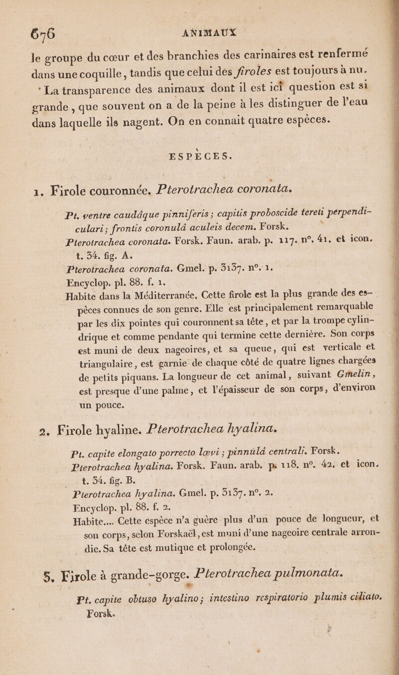 Je groupe du cœur et des branchies des carinaires est renfermé dans une coquille, tandis que celui des firoles est toujours à nu. * La transparence des animaux dont il est ici question est si grande , que souvent on a de la peine à les distinguer de l’eau dans laquelle ils nagent. On en connait quatre espèces. ESPÈCES. 1. Firole couronnée. Pterotrachea coronata. Pt, ventre caudâque pinni/feris ; capitis proboscide tereti perpendi- culari; frontis coronulé aculeis decem. Forsk. Pterotrachea coronata. Forsk. Faun. arab. p. 117. n°, 41. eb icon. t. 54. fig. A. Pterotrachea coronata. Gmel. p. 3137. n°. 1. Encyclop. pl. 88. f. 1. Habite dans la Méditerranée. Cette firole est la plus grande des es-. pèces connues de son genre. Elle est principalement remarquable par les dix pointes qui couronnent sa tête, et par la trompe cylin- drique et comme pendante qui termine cette dernière. Son corps est muni de deux nageoires, et sa queue, qui est verticale et triangulaire, est garnie de chaque côté de quatre lignes chargées de petits piquans. La longueur de cet animal, suivant Gmelin, # est presque d’une palme, et lépaisseur de son corps, d'environ un pouce. 2. Firole hyaline. Pterotrachea hyalina. Pt. capite elongato porrecto lœævi ; pinnuülé central. Forsk. Pterotrachea hyalina. Forsk. Faun. arab. ps 118. n°. 42. et icon. tot: 54. 69..B. Pterotrachea hyalina. Gmel. p. 3137. n°. 2. Encyclop. pl. 88. f. 2. | Habite... Cette espèce n’a guère plus d’un pouce de longueur, et son corps, selon Forskaël, est muni d’une nageoire centrale arron- die, Sa tête est mutique et prolongée. 5. Kirole à grande-gorge. Péerotrachea pulmonata. Pt. capite obtuso hyalino; intestino respiratorio plumis ciliato. Forsk.