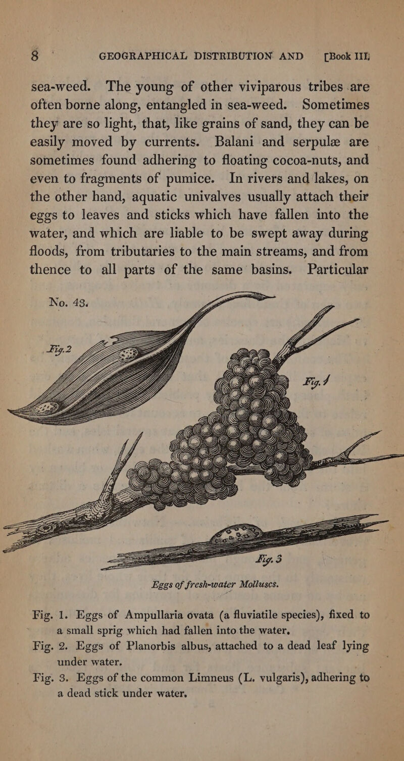 sea-weed. The young of other viviparous tribes .are often borne along, entangled in sea-weed. Sometimes they are so light, that, like grains of sand, they can be easily moved by currents. Balani and serpule are sometimes found adhering to floating cocoa-nuts, and even to fragments of pumice. In rivers and lakes, on the other hand, aquatic univalves usually attach their eggs to leaves and sticks which have fallen into the water, and which are liable to be swept away during floods, from tributaries to the main streams, and from thence to all parts of the same basins. Particular Eggs of fresh-water Molluscs. Fig. 1. Eggs of Ampullaria ovata (a fluviatile species), fixed to a small sprig which had fallen into the water. Fig. 2. Eggs of Planorbis albus, attached to a dead leaf lying under water. Fig. 3. Eggs of the common Limneus (L. vulgaris), adhering to a dead stick under water.