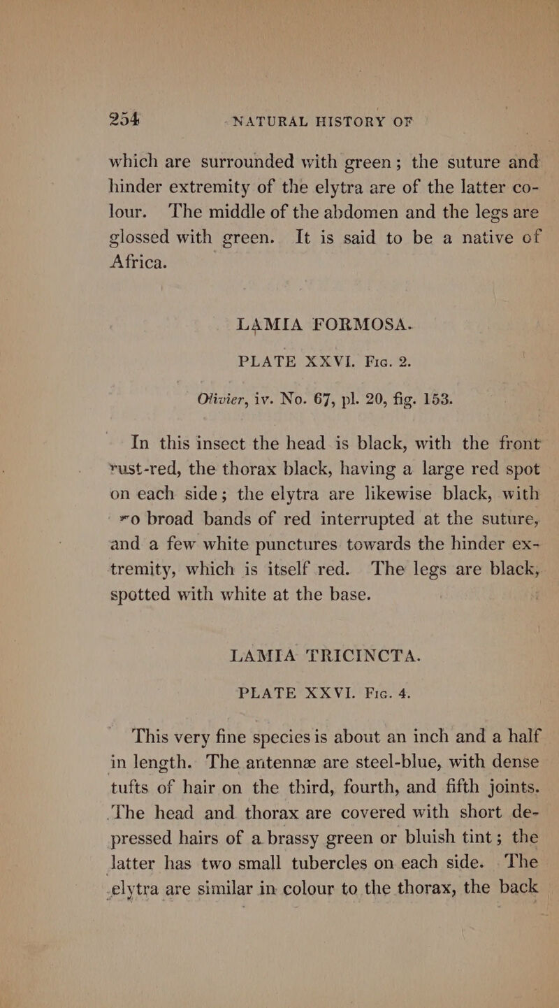 which are surrounded with green; the suture and hinder extremity of the elytra are of the latter co- lour. The middle of the abdomen and the legs are glossed with green. It is said to be a native of Africa. LAMIA FORMOSA. PLATE XXVI. Fic. 2. Olivier, iv. No. 67, pl. 20, fig. 153. In this insect the head is black, with the front rust-red, the thorax black, having a large red spot on each side; the elytra are likewise black, with *o broad bands of red interrupted at the suture, and a few white punctures towards the hinder ex- tremity, which is itself red. The legs are black, spotted with white at the base. LAMIA 'TRICINCTA. PLATE XXVI. Fic. 4. This very fine species is about an inch and a half in length. The antenne are steel-blue, with dense tufts of hair on the third, fourth, and fifth joints. The head and thorax are covered with short de- pressed hairs of a brassy green or bluish tint; the Jatter has two small tubercles on each side. The elytra are similar in colour to the thorax, the back —
