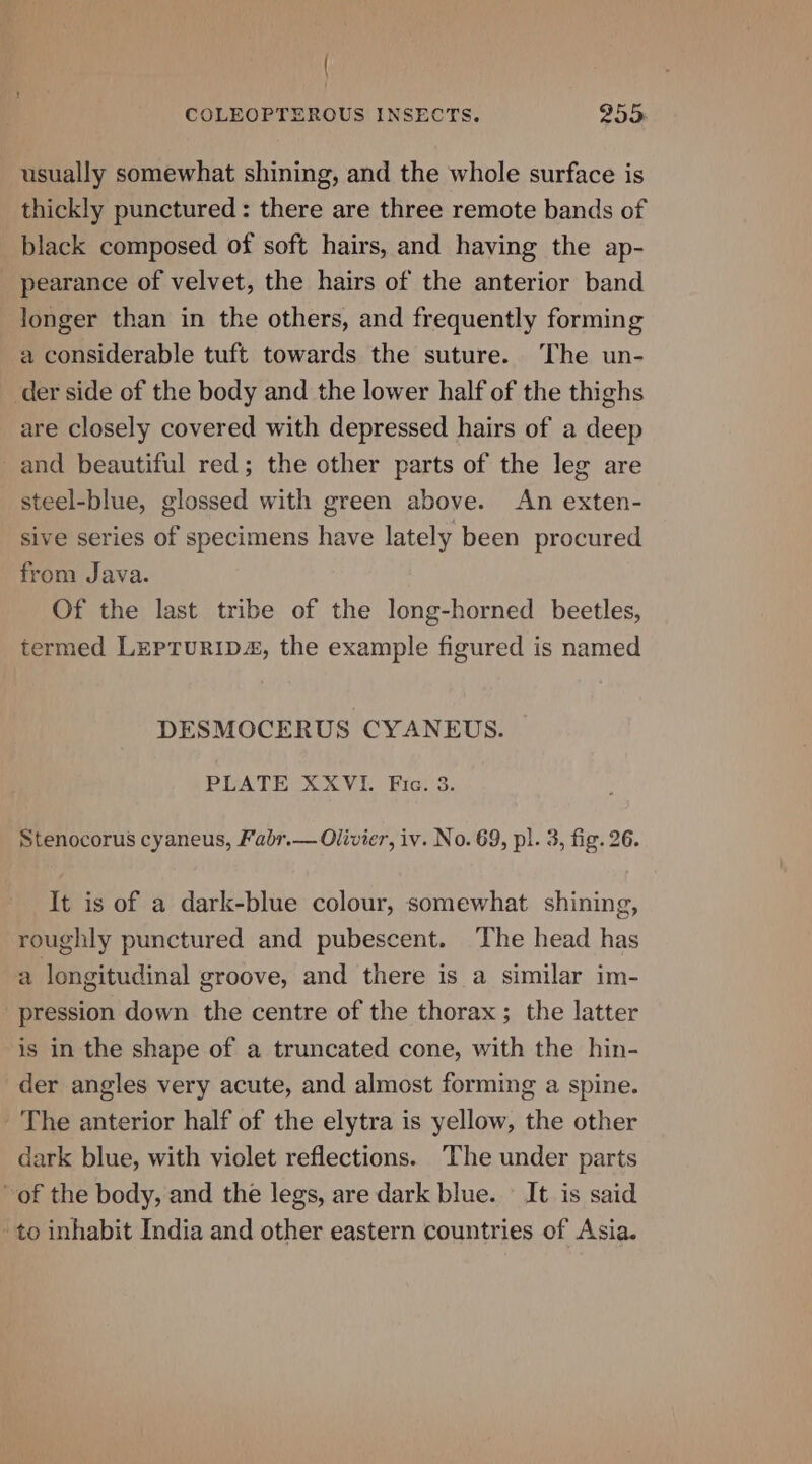 | COLEOPTEROUS INSECTS. 255. usually somewhat shining, and the whole surface is thickly punctured: there are three remote bands of _ black composed of soft hairs, and having the ap- pearance of velvet, the hairs of the anterior band longer than in the others, and frequently forming a considerable tuft towards the suture. The un- der side of the body and the lower half of the thighs are closely covered with depressed hairs of a deep and beautiful red; the other parts of the leg are steel-blue, glossed with green above. An exten- sive series of specimens have lately been procured from Java. Of the last tribe of the long-horned beetles, termed LEPTURID#, the example figured is named DESMOCERUS CYANEUS. PLATE XXVI. Fic. 3. Stenocorus cyaneus, Fabr.— Olivier, iv. No. 69, pl. 3, fig. 26. It is of a dark-blue colour, somewhat shining, roughly punctured and pubescent. The head has a longitudinal groove, and there is a similar im- pression down the centre of the thorax; the latter is in the shape of a truncated cone, with the hin- der angles very acute, and almost forming a spine. - The anterior half of the elytra is yellow, the other dark blue, with violet reflections. The under parts “of the body, and the legs, are dark blue. - It is said to inhabit India and other eastern countries of Asia.