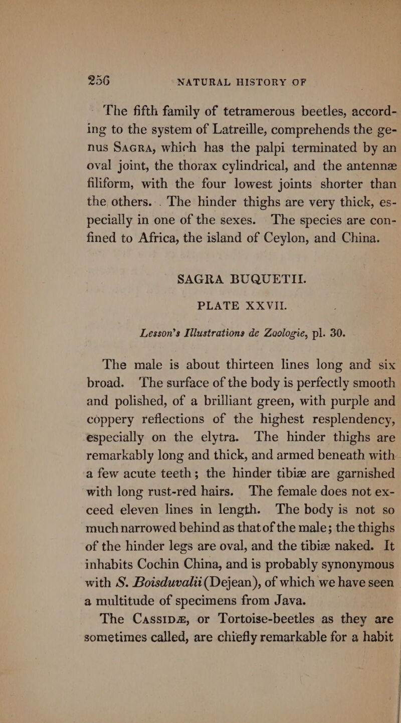 - The fifth family of tetramerous beetles, accord- ing to the system of Latreille, comprehends the ge- nus Sacra, which has the palpi terminated by an oval joint, the thorax cylindrical, and the antennz filiform, with the four lowest joints shorter than the others. . The hinder thighs are very thick, es- pecially in one of the sexes. The species are con- fined to Africa, the island of Ceylon, and China. SAGRA BUQUETIL PLATE XXVIL. Lesson’s Illustrations de Zoologie, pi. 30. The male is about thirteen lines long and six broad. ‘The surface of the body is perfectly smooth and polished, of a brilliant green, with purple and coppery reflections of the highest resplendency, especially on the elytra. The hinder thighs are remarkably long and thick, and armed beneath with a few acute teeth; the hinder tibiz are garnished with long rust-red hairs. The female does not ex- ceed eleven lines in length. The body is not so much narrowed behind as that of the male; the thighs of the hinder legs are oval, and the tibiz naked. It inhabits Cochin China, and is probably synonymous with S. Boisduvalii(Dejean), of which we have seen a multitude of specimens from Java. The Casstp#, or Tortoise-beetles as they are sometimes called, are chiefly remarkable for a habit