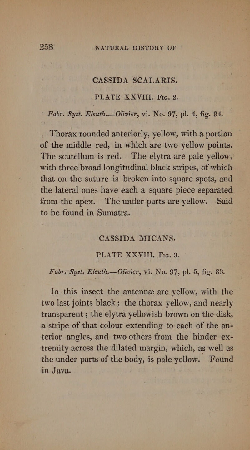 CASSIDA SCALARIS. PLATE XXVIII. Fic. 2. Fabr. Syst. Eleuth.—Olivier, vi. No. 97, pl. 4, fig. 94. Thorax rounded anteriorly, yellow, with a portion of the middle red, in which are two yellow points. The scutellum is red. The elytra are pale yellow, with three broad longitudinal black stripes, of which that on the suture is broken into square spots, and the lateral ones have each a square piece separated from the apex. The under parts are yellow. Said to be found in Sumatra. CASSIDA MICANS. PLATE XXVIII. Fic. 3. Fabr. Syst. Eleuth.—Olivier, vi. No. 97, pl. 5, fig. 83. In this insect the antenne are yellow, with the two last joints black; the thorax yellow, and nearly transparent ; the elytra yellowish brown on the disk, a stripe of that colour extending to each of the an- terior angles, and two others from the hinder ex- tremity across the dilated margin, which, as well as the under parts of the body, is pale yellow. Found in Java.