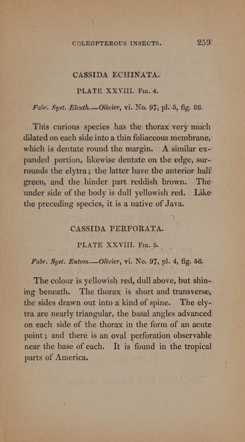 CASSIDA ECHINATA. PLATE XXVIII. Fic. 4. Fabr. Syst. Eleuth.—Olivier, vi. No. 97, pl.\5, fig. 86. This curious species has the thorax very much dilated on each side into a thin foliaceous membrane, which is dentate round the margin. A similar ex- panded portion, likewise dentate on the edge, sur- rounds the elytra; the latter have the anterior half green, and the hinder part reddish brown. The: under side of the body is dull yellowish red. Like the preceding species, it is a native of Java. CASSIDA PERFORATA. PLATE XXVIII. Fic. 5. Fabr. Syst. Entom.—Olivier, vi. No. 97, pl. 4, fig. 58. The colour is yellowish red, dull above, but shin- ing beneath. The thorax is short and transverse, the sides drawn out into a kind of spine. The ely-: tra are nearly triangular, the basal angles advanced on each side of the thorax in the form of an acute point; and there is an oval perforation observable near the base of each. It is found in the tropical parts of America.