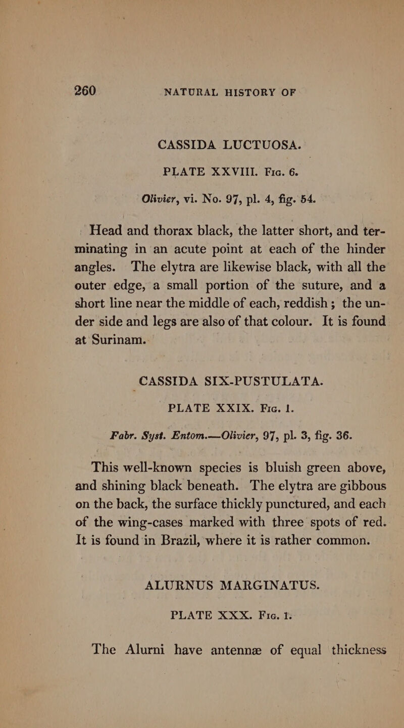 CASSIDA LUCTUOSA. PLATE XXVIII. Fic. 6. Olivier, vi. No. 97, pl. 4, fig. 54. - Head and thorax black, the latter short, and ter- minating in an acute point at each of the hinder angles. The elytra are likewise black, with all the outer edge, a small portion of the suture, and a short line near the middle of each, reddish; the un- der side and legs are also of that colour. It is found at Surinam. _CASSIDA SIX-PUSTULATA. PLATE XXIX. Fic. I. Fabr. Syst. Entom.—Olivier, 97, pl. 3, fig. 36. This well-known species is bluish green above, and shining black beneath. The elytra are gibbous on the back, the surface thickly punctured, and each of the wing-cases marked with three spots of red. It is found in Brazil, where it is rather common. ALURNUS MARGINATUS. PLATE XXX. Fie. fr: The Alurni have antennz of equal thickness