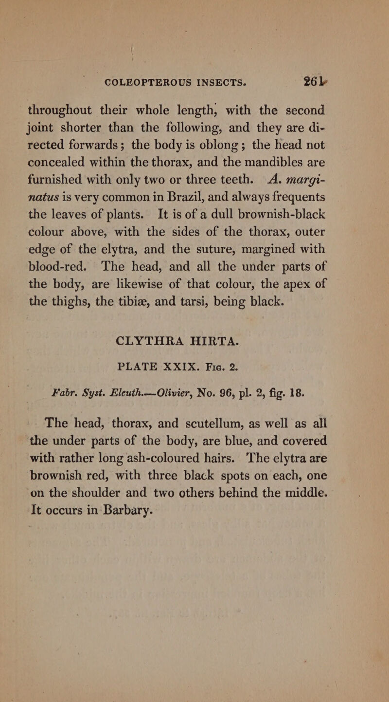 throughout their whole length, with the second joint shorter than the following, and they are di- rected forwards; the body is oblong; the head not concealed within the thorax, and the mandibles are furnished with only two or three teeth. A. margi- natus is very common in Brazil, and always frequents the leaves of plants. It is of a dull brownish-black colour above, with the sides of the thorax, outer edge of the elytra, and the suture, margined with blood-red. The head, and all the under parts of the body, are likewise of that colour, the apex of the thighs, the tibize, and tarsi, being black. CLYTHRA HIRTA. PLATE XXIX. Fie. 2. Fabr. Syst. Eleuth.—Olivier, No. 96, pl. 2, fig. 18. The head, thorax, and scutellum, as well as all the under parts of the body, are blue, and covered with rather long ash-coloured hairs. The elytra are brownish red, with three black spots on each, one on the shoulder and two others behind the middle. It occurs in Barbary.
