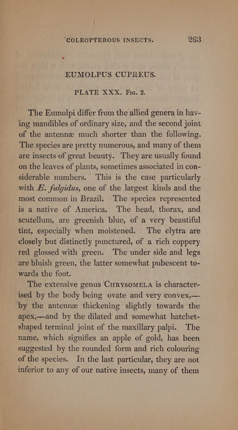 EUMOLPUS CUPREUS. PLATE XXX. Fic. 2. The Eumolpi differ from the allied genera in hav- ing mandibles of ordinary size, and the second joint of the antennz much shorter than the following. The species are pretty numerous, and many of them are insects of great beauty. They are usually found on the leaves of plants, sometimes associated in con- siderable numbers. ‘This is the case particularly with FE. fulgidus, one of the largest kinds and the most common in Brazil. The species represented is a native of America. The head, thorax, and scutellum, are greenish blue, of a very beautiful tint, especially when moistened. The elytra are closely but distinctly punctured, of a rich coppery red glossed with green. The under side and legs are bluish green, the latter somewhat pubescent to- wards the foot. The extensive genus CHRYSOMELA is character- ised by the body being ovate and very convex,— by the antenne thickening slightly towards the apex,—-and by the dilated and somewhat hatchet- shaped terminal joint of the maxillary palpi. The name, which signifies an apple of gold, has been suggested by the rounded form and rich colouring of the species. In the last particular, they are not inferior to any of our native insects, many of them