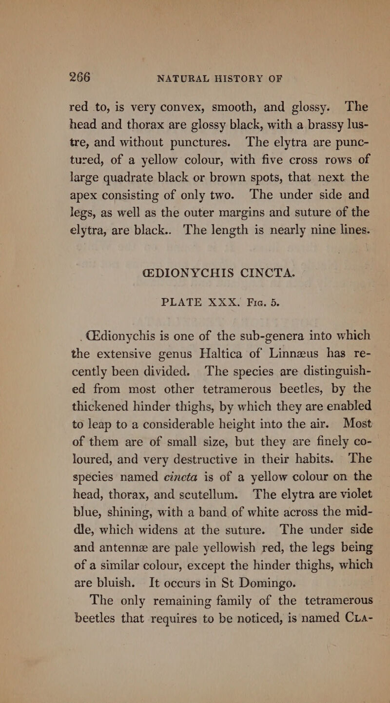 red to, is very convex, smooth, and glossy. The head and thorax are glossy black, with a brassy lus- tre, and without punctures. The elytra are punc- tured, of a yellow colour, with five cross rows of large quadrate black or brown spots, that next. the apex consisting of only two. The under side and legs, as well as the outer margins and suture of the elytra, are black.. The length is nearly nine lines. CEDIONYCHIS CINCTA. PLATE XXX. Fie. 5. _Cidionychis is one of the sub-genera into which the extensive genus Haltica of Linnzus has re- cently been divided. The species are distinguish- ed from most other tetramerous beetles, by the thickened hinder thighs, by which they are enabled to leap to a considerable height into the air. Most of them are of small size, but they are finely co- loured, and very destructive in their habits. The species named cincta is of a yellow colour on the head, thorax, and scutellum. The elytra are violet blue, shining, with a band of white across the mid- dle, which widens at the suture. The under side and antenne are pale yellowish red, the legs being of a similar colour, except the hinder thighs, which are bluish. It occurs in St Domingo. The only remaining family of the tetramerous beetles that requires to be noticed, is named Cia-