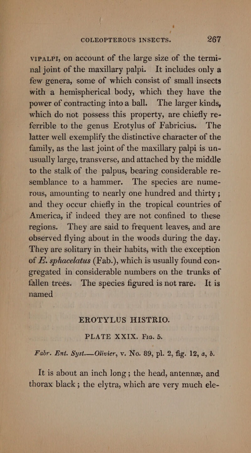 ‘ ! COLEOPTEROUS INSECTS. 267 VIPALPI, on account of the large size of the termi- nal joint of the maxillary palpi. It includes only a few genera, some of which consist of small insects with a hemispherical body, which they have the power of contracting intoa ball. The larger kinds, which do not possess this property, are chiefly re- ferrible to the genus Erotylus of Fabricius. The latter well exemplify the distinctive character of the family, as the last joint of the maxillary palpi is un- usually large, transverse, and attached by the middle to the stalk of the palpus, bearing considerable re- semblance to a hammer. ‘The species are nume- rous, amounting to nearly one hundred and thirty ; and they occur chiefly in the tropical countries of America, if indeed they are not confined to these regions. ‘They are said to frequent leaves, and are observed flying about in the woods during the day. They are solitary in their habits, with the exception of FH. sphacelatus (Fab.), which is usually found con- gregated in considerable numbers on the trunks of fallen trees. The species figured is not rare. It is named EROTYLUS HISTRIO. PLATE XXIX, Fia. 5. Fabr. Ent. Syst.—Olivier, v. No. 89, pl. 2, fig. 12, a, 6. It is about an inch long; the head, antennz, and thorax black ; the elytra, which are very much ele-