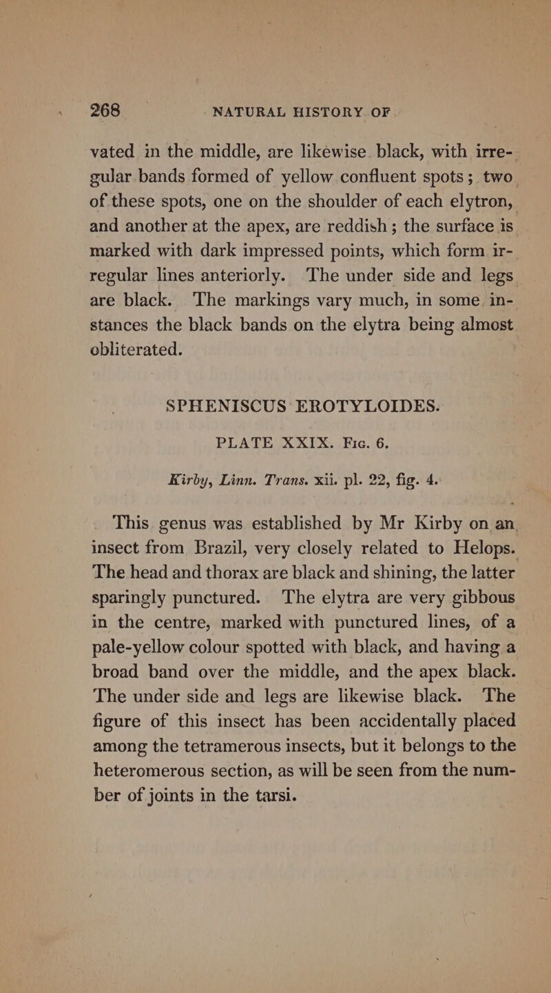 vated in the middle, are likewise. black, with irre- gular bands formed of yellow confluent spots; two. of these spots, one on the shoulder of each elytron, and another at the apex, are reddish; the surface is marked with dark impressed points, which form ir- regular lines anteriorly. The under side and legs are black. ‘The markings vary much, in some in- stances the black bands on the elytra being almost obliterated. SPHENISCUS EROTYLOIDES. PLATE XXIX. Fic. 6. Kirby, Linn. Trans. xii. pl. 22, fig. 4. This. genus was established by Mr Kirby on an. insect from Brazil, very closely related to Helops. The head and thorax are black and shining, the latter sparingly punctured. ‘The elytra are very gibbous in the centre, marked with punctured lines, of a pale-yellow colour spotted with black, and having a broad band over the middle, and the apex black. The under side and legs are likewise black. The figure of this insect has been accidentally placed among the tetramerous insects, but it belongs to the heteromerous section, as will be seen from the num- ber of joints in the tarsi.