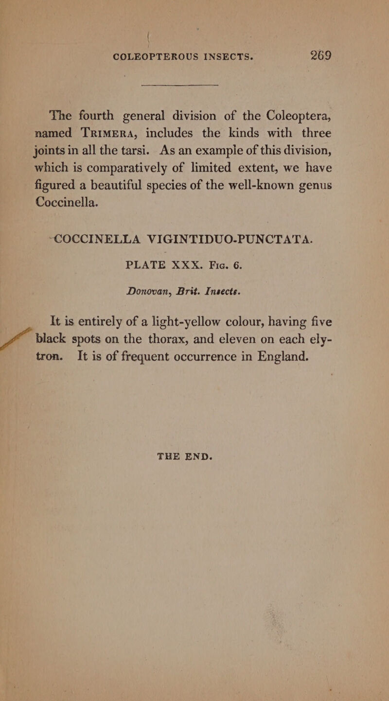 ( COLEOPTEROUS INSECTS. 269 The fourth general division of the Coleoptera, named TRIMERA, includes the kinds with three joints in all the tarsi. As an exampie of this division, which is comparatively of limited extent, we have figured a beautiful species of the well-known genus Coccinella. ~COCCINELLA VIGINTIDUO-PUNCTATA. PLATE XXX. Fic. 6. Donovan, Brit. Insects. It is entirely of a light-yellow colour, having five black spots on the thorax, and eleven on each ely- tron. It is of frequent occurrence in England. THE END.