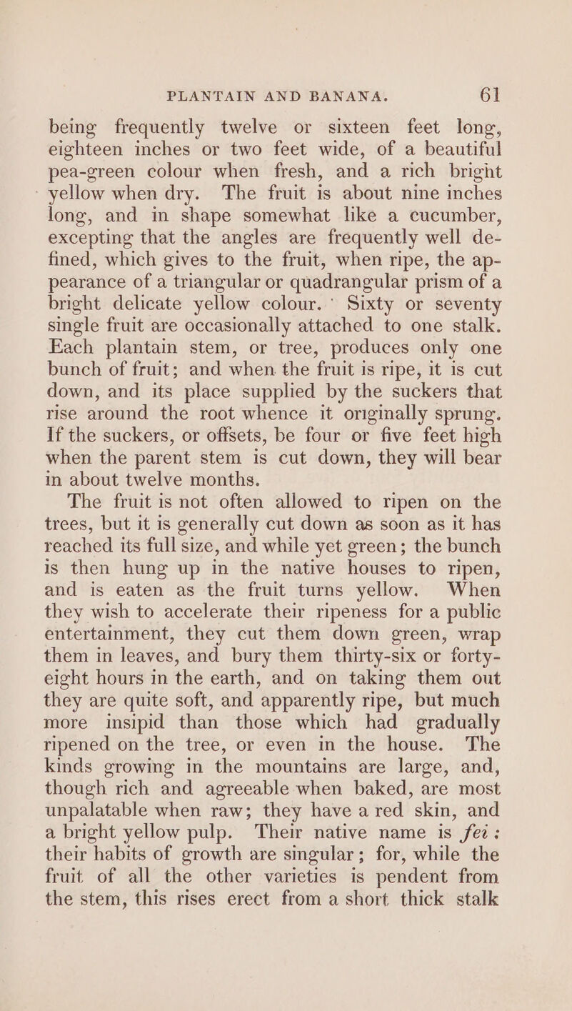 being frequently twelve or sixteen feet long, eighteen inches or two feet wide, of a beautiful pea-green colour when fresh, and a rich bright yellow when dry. The fruit is about nine inches long, and in shape somewhat like a cucumber, excepting that the angles are frequently well de- fined, which gives to the fruit, when ripe, the ap- pearance of a triangular or quadrangular prism of a bright delicate yellow colour.’ Sixty or seventy single fruit are occasionally attached to one stalk. Each plantain stem, or tree, produces only one bunch of fruit; and when the fruit is ripe, it is cut down, and its place supplied by the suckers that rise around the root whence it originally sprung. If the suckers, or offsets, be four or five feet high when the parent stem is cut down, they will bear in about twelve months. The fruit is not often allowed to ripen on the trees, but it is generally cut down as soon as it has reached its full size, and while yet green; the bunch is then hung up in the native houses to ripen, and is eaten as the fruit turns yellow. When they wish to accelerate their ripeness for a public entertainment, they cut them down green, wrap them in leaves, and bury them thirty-six or forty- eight hours in the earth, and on taking them out they are quite soft, and apparently ripe, but much more insipid than those which had gradually ripened on the tree, or even in the house. The kinds growing in the mountains are large, and, though rich and agreeable when baked, are most unpalatable when raw; they have a red skin, and a bright yellow pulp. Their native name is fez; their habits of growth are singular; for, while the fruit of all the other varieties is pendent from the stem, this rises erect from a short thick stalk