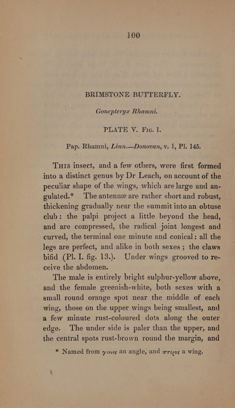 BRIMSTONE BUTTERFLY. Gonepteryx Rhamni. PLATE V. Fie. 1. Pap. Rhamni, Linn.—Donovan, v. 1, Pl. 145. THIs insect, and a few others, were first formed into a distinct genus by Dr Leach, on account of the peculiar shape of the wings, which are large and an- gulated.* The antenne are rather short and robust, thickening gradually near the summit into an obtuse club: the palpi project a little beyond the head, and are compressed, the radical joint longest and curved, the terminal one minute and conical: all the legs are perfect, and alike in both sexes ; the claws bifid (Pl. I. fig. 13.). Under wings grooved to re- ceive the abdomen. The male is entirely bright sulphur-yellow above, and the female greenish-white, both sexes with a small round orange spot near the middle of each wing, those on the upper wings being smallest, and a few minute rust-coloured dots along the outer edge. The under side is paler than the upper, and the central spots rust-brown round the margin, and * Named from yasvio¢ an angle, and wrzgug a wing.