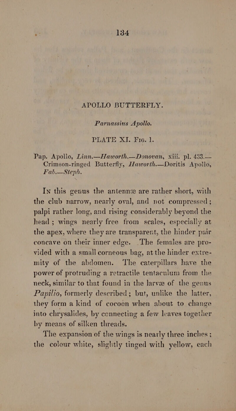 APOLLO BUTTERFLY. Parnassius Apollo. PLATE XI. Fie. 1. Pap. Apollo, Linn.—Haworth.—Donovan, xiii. pl. 433.— Crimson-ringed Butterfly, Haworth.—Doritis Apollo, Fab.—Steph. In this genus the antenne are rather short, with the club narrow, nearly oval, and not compressed ; palpi rather long, and rising considerably beyond the head ; wings nearly free from scales, especially at the apex, where they are transparent, the hinder pair concave on their inner edge. .The females are pro- vided with a small corneous bag, at the hinder extre- mity of the abdomen. ‘The caterpillars have the power of protruding a retractile tentaculum from the neck, similar to that found in the larvae of the genus Papilio, formerly described; but, unlike the latter, they form a kind of cocoon when about to change into chrysalides, by connecting a few leaves together by means of silken threads. The expansion of the wings is nearly three inches ; the colour white, slightly tinged with yellow, each