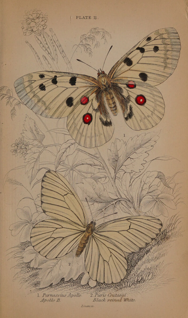 PLATE 1. Ki\ ae Wa &lt; ul © Z pe =~ &lt; TARR OP Aig as SEQ WWII id. Parnasstus Apollo. ~ 2. Pieris Cra egt . Apollo B. Black verned White. Lizars sc.
