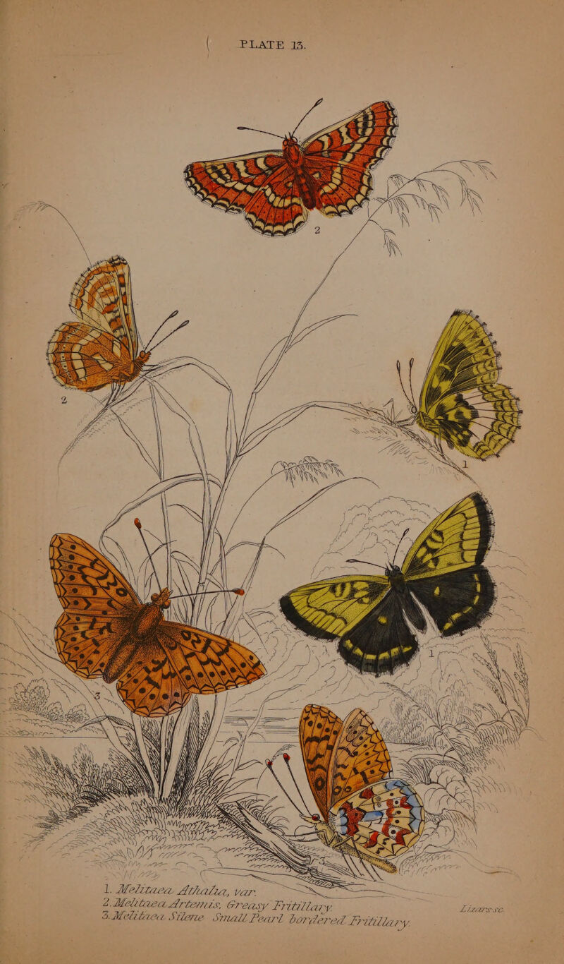THe WA | ie NY } i YE «' sal \ ! He af : i Mee ile Mebitae ie Athalia, vir : => 2Melitaea Artentts, G7 easy Fritillary, 3.Melitaca Sterne Smail Pearl bordered Lritllary.