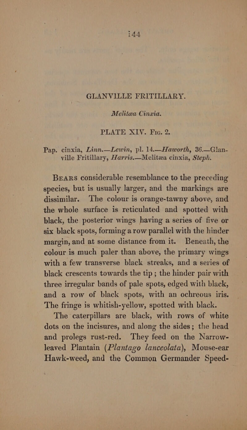 poe q> GLANVILLE FRITILLARY. Melitea Cinxia. PLATE XIV. Fic. 2. Pap. cinxia, Linn.—Lewin, pl. 14.—Haworth, 36.—Glan- ville Fritillary, Harris.—Melitea cinxia, Steph. BEARS considerable resemblance to the preceding species, but is usually larger, and the markings are dissimilar. ‘The colour is orange-tawny above, and the whole surface is reticulated and spotted with black, the posterior wings having a series of five or six black spots, forming a row parallel with the hinder margin, and at some distance from it. Beneath, the colour is much paler than above, the primary wings with a few transverse black streaks, and a series of black crescents towards the tip ; the hinder pair with three irregular bands of pale spots, edged with black, and a row of black spots, with an ochreous iris. The fringe is whitish-yellow, spotted with black. The caterpillars are black, with rows of white dots on the incisures, and along the sides; the head and prolegs rust-red. They feed on the Narrow- leaved Plantain (Plantago lanceolata), Mouse-ear Hawk-weed, and the Common Germander Speed-