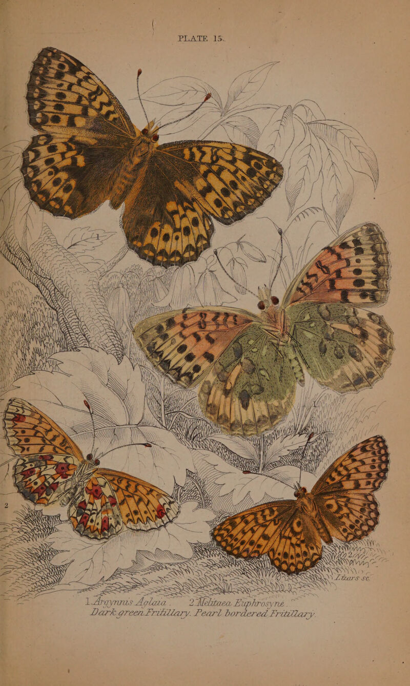 eh eit f y cs n ~ SSSA SS WN LArgynms Aolaa. 2. Melitaea F. uphrosyne .' Dark greet ritllary. Pearl bordered Fritillary t