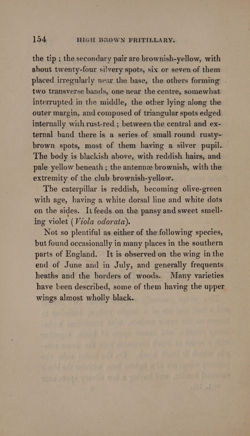 the tip ; the secondary pair are brownish-yellow, with about twenty-four silvery spots, six or seven of them placed irregularly near the base, the others forming . two transverse bands, one near the centre, somewhat interrupted in the middle, the other lying along the outer margin, and composed of triangular spots edged internally with rust-red ; between the central and ex- ternal band there is a series of small round rusty- brown spots, most of them having a silver pupil. The body is blackish above, with reddish hairs, and pale yellow beneath ; the antennz brownish, with the extremity of the club brownish-yellow. The caterpillar is reddish, becoming olive-green with age, having a white dorsal line and white dots on the sides. It feeds on the pansy and sweet smell- ing violet (Viola odorata). Not so plentiful as either of the following species, but found occasionally in many places in the southern parts of England. It is observed on the wing in the end of June and in July, and generally frequents heaths and the borders of woods. Many varieties have been described, some of them having the upper wings almost wholly black.
