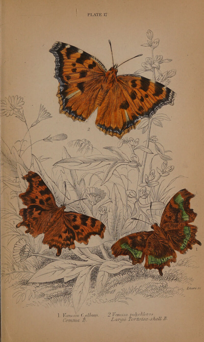 4 . Ge ae ee Mi ] Vanessa C album. eo Vine. SSL poche TOS. Comma £. Lar Ge Tortoise-shell £.