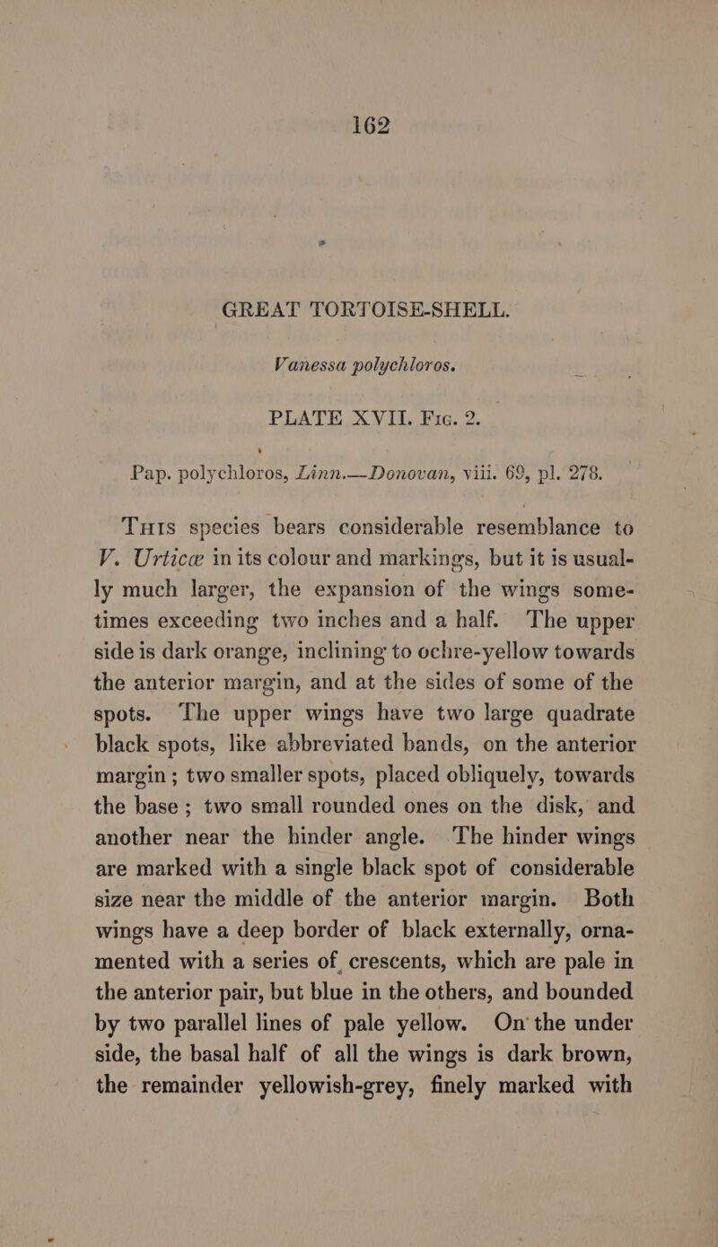 GREAT TORTOISE-SHELL. Vanessa polychloros. PLATE XVII. Fie. 2. Pap. polychloros, Zinn.—Donovan, viii. 69, pl. 278. Tuts species bears considerable resemblance to V. Urtice in its colour and markings, but it is usual- ly much larger, the expansion of the wings some- times exceeding two inches and a half. The upper side is dark orange, inclining to ochre-yellow towards the anterior margin, and at the sides of some of the spots. The upper wings have two large quadrate black spots, like abbreviated bands, on the anterior margin ; two smaller spots, placed obliquely, towards the base ; two small rounded ones on the disk, and another near the hinder angle. The hinder wings are marked with a single black spot of considerable size near the middle of the anterior margin. Both wings have a deep border of black externally, orna- mented with a series of, crescents, which are pale in the anterior pair, but blue in the others, and bounded by two parallel lines of pale yellow. On’ the under side, the basal half of all the wings is dark brown, the remainder yellowish-grey, finely marked with