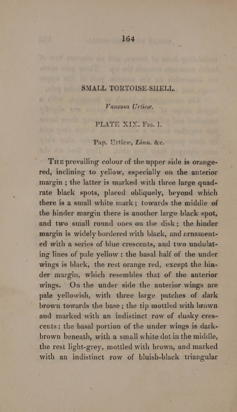 SMALL TORTOISE-SHELL. Vi anessa Uriice. PLATE XIX. Fie, 1. Pap. Urtice, Linn. &amp;e. THE prevailing colour of the upper side is orange- red, inclining to yellow, especially on the anterior margin ; the latter is marked with three large quad- rate black spots, placed obliquely, beyond which there is a small white mark; towards the middle of the hinder margin there is another large black spot, and two small round ones on the disk; the hinder margin is widely bordered with black, and ornament- ed with a series of blue crescents, and two undulat- ing lines of pale yellow: the basal half of the under wings is black, the rest orange red, except the hin- der margin, which resembles that of the anterior wings. On the under side the anterior wings are pale yellowish, with three large patches of dark brown towards the base; the tip mottled with brown and marked with an indistinct row of dusky eres- cents: the basal portion of the under wings is dark- brown beneath, with a small white dot in the middle, the rest light-grey, mottled with brown, and marked with an indistinct row of bluish-black triangular