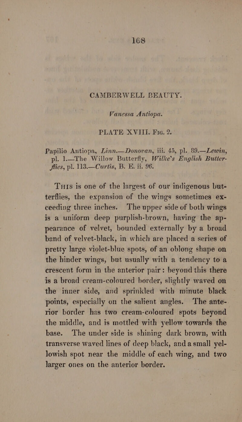 CAMBERWELL BEAUTY. Vanessa Antiopa. PLATE XVIII. Fie. 2. Papilio Autiopa, Linn.—Donovan, iii. 45, pl. 89.—Lewin, pl. 1.—The Willow Butterfly, Wilke’s English Butter- Jies, pl. 113.—Curtis, B. E. ii. 96. Tuts is one of the largest of our indigenous but- terflies, the expansion of the wings sometimes ex- ceeding three inches. The upper side of both wings is a uniform deep purplish-brown, having the ap- pearance of velvet, bounded externally by a broad band of velvet-black, in which are placed a series of pretty large violet-blue spots, of an oblong shape on the hinder wings, but usually with a tendency to a crescent form in the anterior pair: beyond this there is a broad cream-coloured border, slightly waved on the inner side, and sprinkled with minute black points, especially on the salient angles. The ante-. rior border has two cream-coloured spots beyond the middle, and is mottled with yellow towards the base. The under side is shining dark brown, with transverse waved lines of deep black, and asmall yel- lowish spot near the middle of each wing, and two larger ones on the anterior border.
