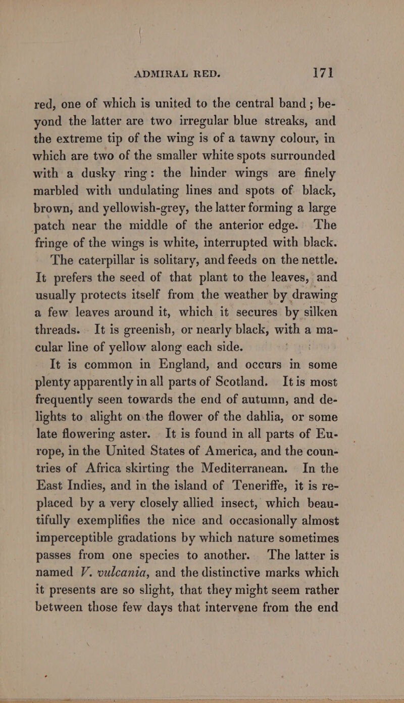 red, one of which is united to the central band ; be- yond the latter are two irregular blue streaks, and the extreme tip of the wing is of a tawny colour, in which are two of the smaller white spots surrounded with a dusky ring: the hinder wings are finely marbled with undulating lines and spots of black, brown, and yellowish-grey, the latter forming a large patch near the middle of the anterior edge. The fringe of the wings is white, interrupted with black. The caterpillar is solitary, and feeds on the nettle. It prefers the seed of that plant to the leaves, and usually protects itself from the weather by drawing a few leaves around it, which it secures by silken threads. It is greenish, or nearly black, with a ma- cular line of yeliow along each side. ) It is common in England, and occurs in some plenty apparently in all parts of Scotland. Itis most frequently seen towards the end of autumn, and de- lights to alight on:the flower of the dahlia, or some late flowering aster. © It is found in all parts of Eu- rope, in the United States of America, and the coun- tries of Africa skirting the Mediterranean. In the East Indies, and in the island of Teneriffe, it is re- placed by a very closely allied insect, which beau- tifully exemplifies the nice and occasionally almost imperceptible gradations by which nature sometimes passes from one species to another. The latter is named V. vulcania, and the distinctive marks which it presents are so slight, that they might seem rather between those few days that intervene from the end