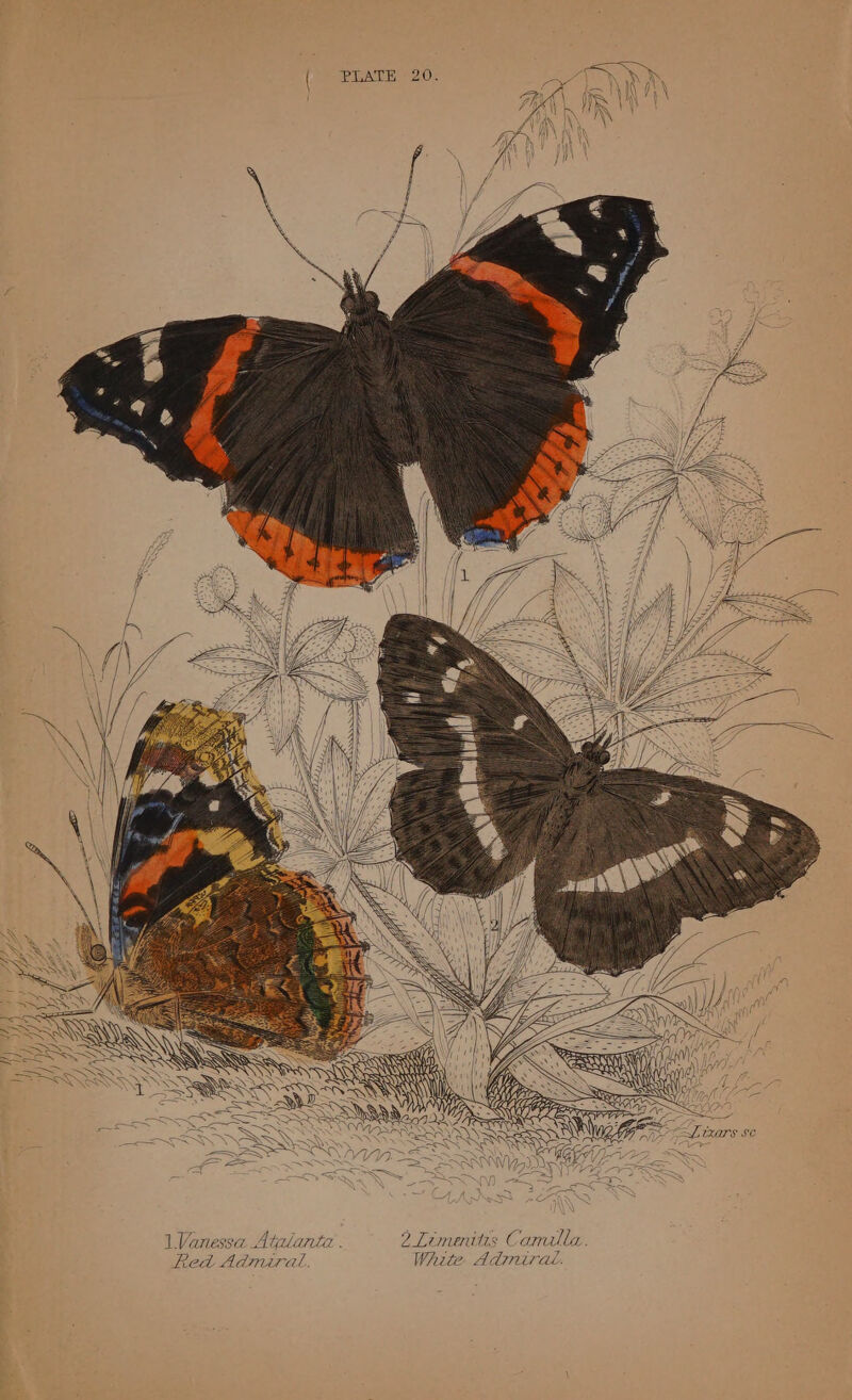 1 Vanessa Atalanta . 2 Limenitas Camilla. Red Admiral. White Admiral.