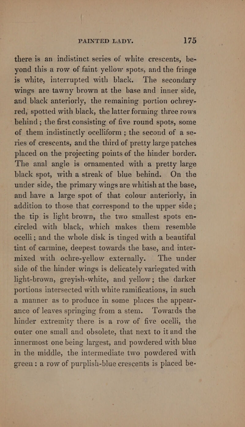 there is an indistinct series of white crescents, be- yond this a row of faint yellow spots, and the fringe is white, interrupted with black. The secondary wings are tawny brown at the base and inner side, and black anteriorly, the remaining portion ochrey- red, spotted with black, the latter forming three rows behind ; the first consisting of five round spots, some of them indistinctly ocelliform ; the second of a se- ries of crescents, and the third of pretty large patches placed on the projecting points of the hinder border. The anal angle is ornamented with a pretty large black spot, with a streak of blue behind. On the under side, the primary wings are whitish at the base, and have a large spot of that colour anteriorly, in addition to those that correspond to the upper side ; the tip is light brown, the two smallest spots en- circled with black, which makes them resemble ocelli; and the whole disk is tinged with a beautiful tint of carmine, deepest towards the base, and inter- mixed with ochre-yellow externally. The under side of the hinder wings is delicately variegated with light-brown, greyish-white, and yellow; the darker portions intersected with white ramifications, in such a manner as to produce in some places the appear- ance of leaves springing from a stem. ‘Towards the hinder extremity there is a row of five ocelli, the outer one small and obsolete, that next to itand the innermost one being largest, and powdered with blue in the middle, the intermediate two powdered with green; a row of purplish-blue crescents is placed be-