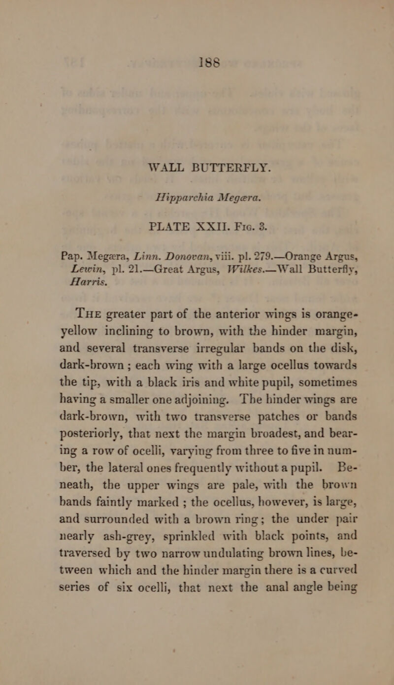 WALL BUTTERFLY. Hipparchia Megera. PLATE XXII. Fic. 3. Pap. Megera, Linn. Donovan, viii. p|. 279.—Orange Argus, Lewin, pl. 21.—Great Argus, Wilkes.—Wall Butterfly, Harris. THE greater part of the anterior wings is orange- yellow inclining to brown, with the hinder margin, and several transverse irregular bands on the disk, dark-brown ; each wing with a large ocellus towards the tip, with a black iris and white pupil, sometimes having a smaller one adjoining. The hinder wings are dark-brown, with two transverse patches or bands posteriorly, that next the margin broadest, and bear- ing a row of ocelli, varying from three to five in num- ber, the lateral ones frequently without a pupil. Be- neath, the upper wings are pale, with the brown bands faintly marked ; the ocellus, however, is large, and surrounded with a brown ring; the under pair nearly ash-grey, sprinkled with black points, and traversed by two narrow undulating brown lines, be- tween which and the hinder margin there is a curved series of six ocelli, that next the anal angle being