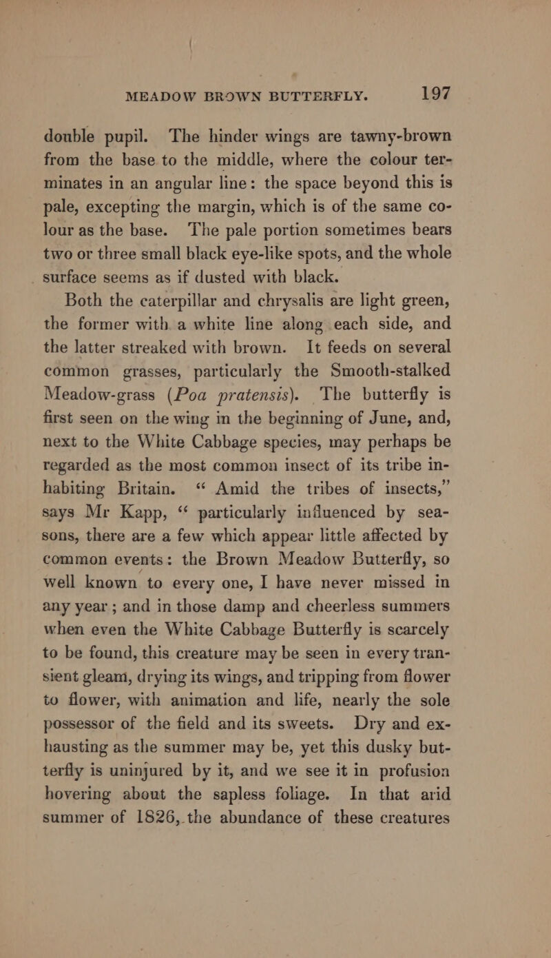 double pupil. The hinder wings are tawny-brown from the base to the middle, where the colour ter- minates in an angular line: the space beyond this is pale, excepting the margin, which is of the same co- lour as the base. The pale portion sometimes bears two or three small black eye-like spots, and the whole _ surface seems as if dusted with black. Both the caterpillar and chrysalis are light green, the former with a white line along each side, and the latter streaked with brown. It feeds on several common grasses, particularly the Smooth-stalked Meadow-grass (Poa pratensis). The butterfly is first seen on the wing in the beginning of June, and, next to the White Cabbage species, may perhaps be regarded as the most common insect of its tribe in- habiting Britain. ‘“ Amid the tribes of insects,” says Mr Kapp, “ particularly influenced by sea- sons, there are a few which appear little affected by common events: the Brown Meadow Butterfly, so well known to every one, I have never missed in any year ; and in those damp and cheerless summers when even the White Cabbage Butterfly is scarcely to be found, this creature may be seen in every tran- sient gleam, drying its wings, and tripping from flower to flower, with animation and life, nearly the sole possessor of the field and its sweets. Dry and ex- hausting as the summer may be, yet this dusky but- terfly is uninjured by it, and we see it in profusion hovering about the sapless foliage. In that arid summer of 1826, the abundance of these creatures