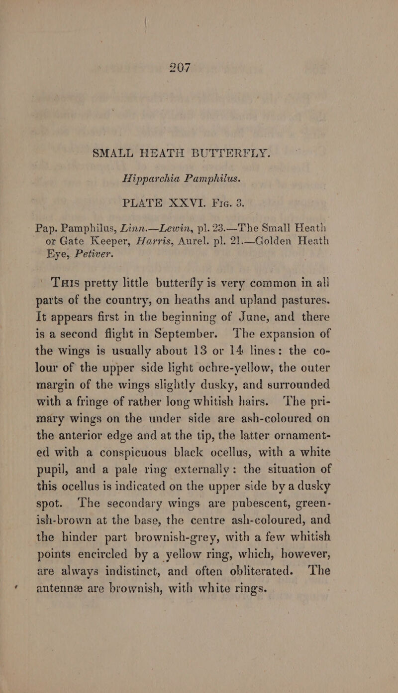 SMALL HEATH BUTTERFLY. Hipparchia Pamphilus. PLATE XXVI. Fie. 3. Pap. Pamphilus, Linn.—Lewin, pl. 23.—The Small Heath or Gate Keeper, Harris, Aurel. pl. 21.—Golden Heath Eye, Petiver. | Tuis pretty little butterfly is very common in all parts of the country, on heaths and upland pastures. It appears first in the beginning of June, and there is a second flight in September. The expansion of the wings is usually about 13 or 14 lines: the co- lour of the upper side light ochre-yellow, the outer margin of the wings slightly dusky, and surrounded with a fringe of rather long whitish hairs. The pri- mary wings on the under side are ash-coloured on the anterior edge and at the tip, the latter ornament- ed with a conspicuous black ocellus, with a white pupil, and a pale ring externally: the situation of this ocellus is indicated on the upper side by a dusky spot. The secondary wings are pubescent, green- ish-brown at the base, the centre ash-coloured, and the hinder part brownish-grey, with a few whitish points encircled by a yellow ring, which, however, are always indistinct, and often obliterated. The antenn are brownish, with white rings.