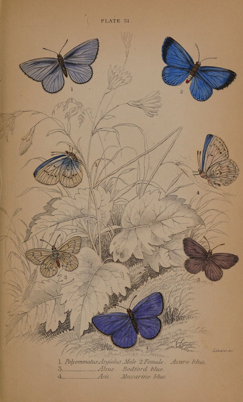 r S a  gee . a — { PLATE Bl. , | iA RMA Zz “GN ie H Je e Fee f MW faa . MYZ7= &gt; S Ape Lizars se. A» Polyommatus Argiolus, Male. 2 Female. Agure bite, 3. Alsus. Bedtord blue. i a As Matarcie bli, ©. aig