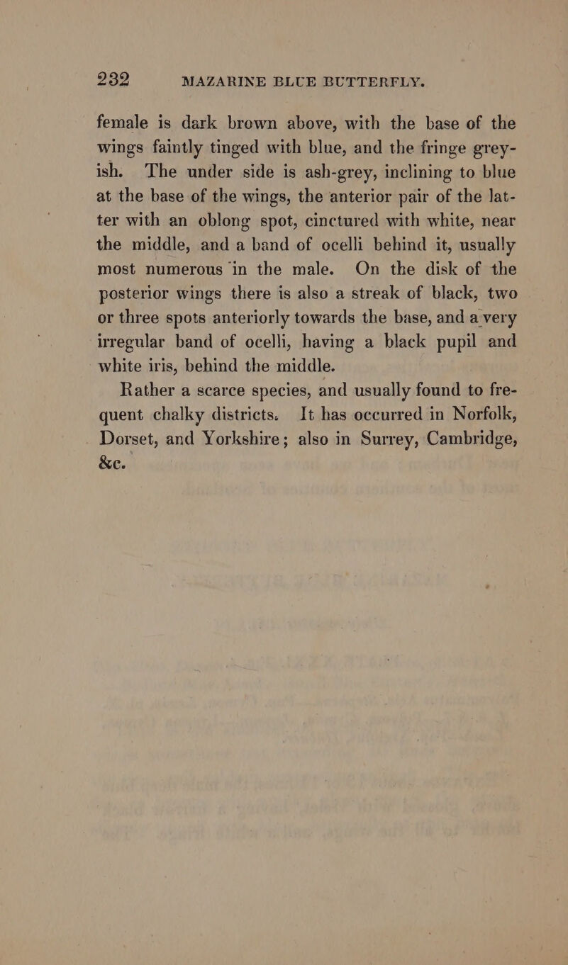 female is dark brown above, with the base of the wings faintly tinged with blue, and the fringe grey- ish. The under side is ash-grey, inclining to blue at the base of the wings, the anterior pair of the lat- ter with an oblong spot, cinctured with white, near the middle, and a band of ocelli behind it, usually most numerous in the male. On the disk of the posterior wings there is also a streak of black, two or three spots anteriorly towards the base, and a very irregular band of ocelli, having a black pupil and white iris, behind the middle. Rather a scarce species, and usually found to fre- quent chalky districts. It has occurred in Norfolk, Dorset, and Yorkshire; also in Surrey, Cambridge, &amp;e.