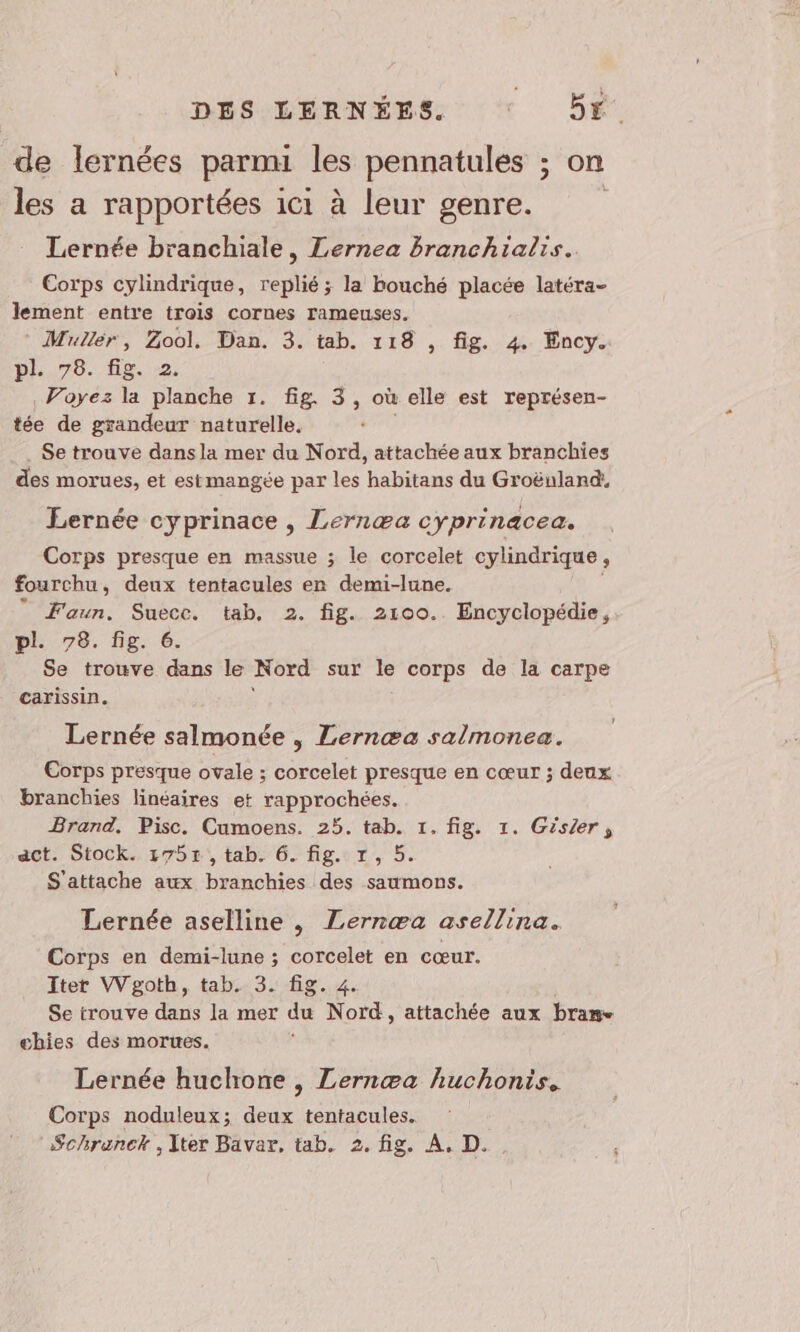 de lernées parmi les pennatules ; on les a rapportées ici à leur genre. Lernée branchiale, Lernea branchialis.. Corps cylindrique, replié ; la bouché placée latéra- lement entre trois cornes rameuses. Mullér, Bool. Dan. 3. tab. 118 , fig. 4. Ency. pl. 78. fig. 2 . Voyez la planche 1. fig. 3, où elle est représen- tée de grandeur naturelle. Se trouve dansla mer du Nord, attachée aux branchies des morues, et estmangée par les habitans du Groëuland, Lernée cyprinace, Lernœæa cyprinacea. Corps presque en massue ; le corcelet cylindrique, fourchu, deux tentacules en demi-lune. ” Faun. Suecc. tab, 2. fig. 2100. Encyclopédie, pl. 78. fig. 6. Se trouve dans le Nord sur le corps de la carpe carissin. Lernée salmonée , Lernæa salmonea. Corps presque ovale ; corcelet presque en cœur ; deux branchies linéaires et rapprochées. Brand, Pisc. Cumoens. 25. tab. 1. fig. 1. Giszer, act. Stock. 1755, tab. 6. fig. 7, 5. S’attache aux branchies des saumons. Lernée aselline , Lernæa asellina. Corps en demi-lune ; corcelet en cœur. Itet VWgoth, tab. 3. fig. 4. Se trouve dans la mer du Nord, attachée aux brane chies des mortes. Lernée huchone , Lernæa huchonis. Corps noduleux; deux tentacules. Schrenck , Iter Bavar, tab. 2. fig. À, D.