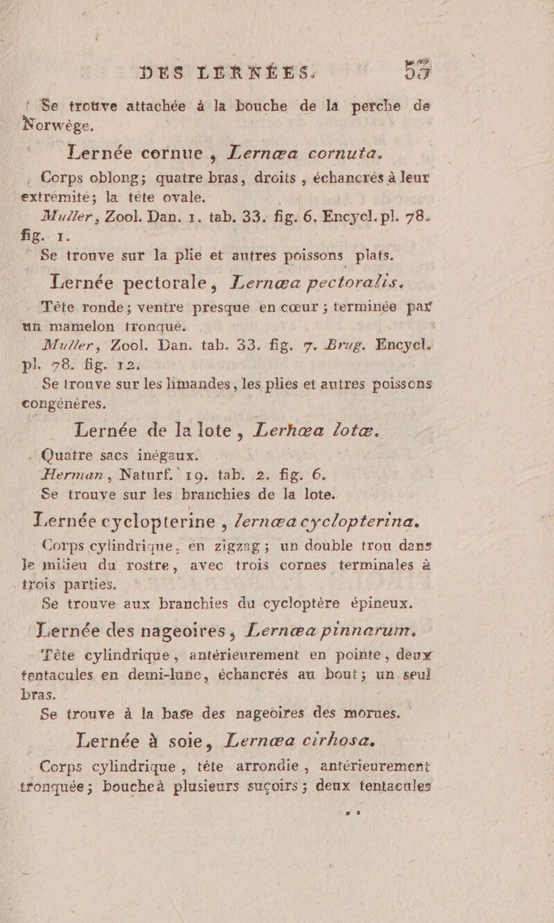 ! $e trotive attachée à la bouche de la perche de Norwège. Lernée cornue , Lernæa cornuta. . Corps oblong; quatre bras, droits , échancrés à leur extrémité; la tête ovale, Muller, Zool. Dan. 1. tab. 33. fig. 6. Encycl.pl. 78. fig. 1. Se trouve sur la plie et autres poissons plats. Lernée pectorale, Lernæa pectoralis. Tête ronde; ventre presque en cœur ; terminée par un mamelon tronqué. Muller, Zool. Dan. tab. 33. fig. 7. Brug. Encycel. pl\7e8: gr; .$e trouve sur les limandes, les plies et autres poissens congénères, Lernée de la lote, Lerhæa lotæ. . Quatre sacs inégaux. Herman, Naturf. 10. tab. 2. fig. 6. Se trouve sur les branchies de la lote. Lernée cyclopterine , /ernæa cyclopterina. Corps cylindrique, en zigzag ; un double trou dans je mieu da rostre, avec trois cornes terminales à trois parties. Se trouve aux branchies du cycloptère épineux. Lernée des nageoires, Lernæa pinnarum. ‘Tête cylindrique, antérieurement en pointe, deux tentacules en demi-lune, échancrés au bout; un seul bras. Se trouve à la base des nageoires des morues. Lernée à soie, Lernæa cirhosa. Corps cylindrique , tête arrondie, antérieurement tronquée ; boucheà plusieurs suçoirs ; deux tentacules