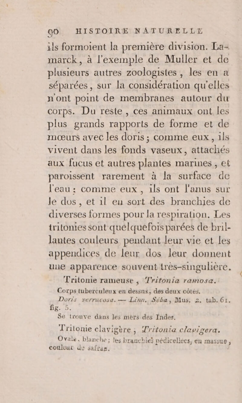 ils formoient la première division. La- marck, à l'exemple de Muller et de plusieurs autres zoologistes , les en a séparées, sur la considération qu'elles n'ont point de membranes autour du corps. Du reste, ces animaux ont les plus grands rapports de forme et de mœurs avec les doris ; comme eux, 1ls vivent dans les fonds vaseux, attachés aux fucus et autres plantes marines, et paroissent rarement à la surface de l'eau : comme eux, ils ont l'anus sur le dos , et 1l en sort des branchies de diverses formes pour la respiration. Les tritonies sont quélquefois parées de bril- lantes couleurs pendant leur vie et les appendices de leur dos leur donnent une apparence souvent très-singulière. Tritonie rameuse , Tritonia ramosa. Corps tuberculeux en dessns, des deux côtés. Doris verrücosa. — Linn., Séba, Mus. 2. tab. Gr. Ég. 5. Se trouve dans les mers des Indes, T'ritonie clavigère, Tritonia clavigera. nl: » à ne . é RE 4 k 14 d Ovale, blanche ; les branchies pédicellées, en massue, couleur de safrar,