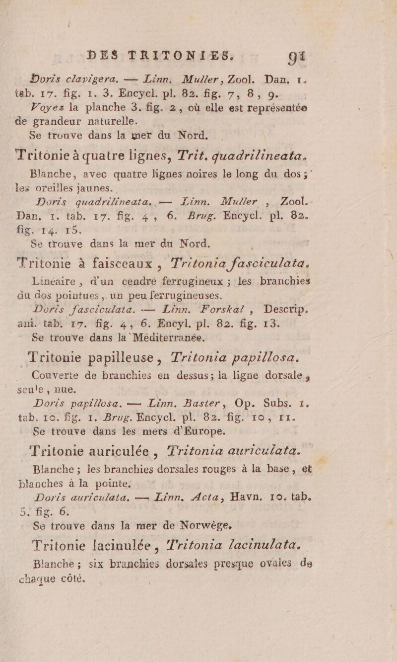 Doris clavigèra. — Linn, Muller, Zool. Dan. 1. tab. 17. fig: 1.3, Encycl pl 82. fg,.7, 8, 9. | Voyez la planche 3. fig. 2, où elle est représentée de grandeur naturelle. Se trouve dans la mer du Nord. Tritonie à quatre lignes, Trit, quadrilineata. Blanche, avec quatre lignes noires le long du dos; les oreilles jaunes. Doris quadrilineata. — Zinn. Muller , Zool.- Dan, 1. tab. 17. fig. 4 , 6. Brug. Encycl. pl. 82. fig. 14. 15. Se trouve dans la mer du Nord. Tritonie à faisceaux , Tr'tonia fasciculata. Linéaire , d'un cendré ferrugineux ; les branchies du dos pointues ,. un peu ferrugineuses, Doris fasciculata. — Linn. Forska? , Descrip. ani. tab. 17. fig. 4, 6. Encyl. pl. 82. fig. 13. Se trouve dans la Méditerranée. Tritonie papilleuse, Tritonia papillosa. Couverte de branchies en dessus; la ligne dorsale, seule , nue. Doris papillosa. — Linn. Baster, Op. Subs. 1. tab. 10. fg. 1. Brug. Encycl. pl. 82. fig. 10, ri. Se trouve dans les mers d'Europe. Tritonie auriculée , Tritonia auriculata. Blanche ; les branchies dorsales rouges à la base, et blanches à la pointe, Doris aurieulata. — Linn. Acta, Havn. 10. tab. 5. fig. 6. Se trouve dans la mer de Norwège, Tritonie lacinulée, Tritonia lacinulata. Blanche; six branchies dorsales presque ovales de chaque côté.