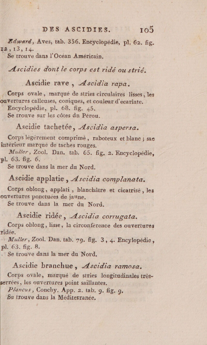 Ædward, Âves, tab. 356. Encyclopédie, pl. 62. fig. 22, 13,14. Se trouve dans l'Océan Américain. Ascidies dont le corps est ridé ou strié. Ascidie rave , Æscidia rapa, , Corps ovale, marqué de stries circulaires lisses, les ouvertures calleuses, coniques, et couleur d’écarlate. Encyclopédie, pl. 68. fig. 45. Se trouve sur les côtes dn Pérou. Ascidie tachetée, Æscidia aspersa. Corps légérement comprimé, raboteux et blanc ; sac intérieur merqué de taches rouges. Muller, Zool. Dan. tab. 65. fig, 2. Encyclopédie, pl 63. fig. 6. Se trouve dans la mer du Nord. Ascidie applatie , Æscidia complanata. Corps oblong, applati, blanchâtre et cicatrisé , les ouvertures ponctuées de jaune, Se trouve dans la mer du Nord. Ascidie ridée, Æscidia corrugata. Corps oblong, lisse, la circonférence des ouvertures idée. Muller, Zool. Dan. tab. 70, fig. 3, 4. Encylopédie, pl. 63. fig. 8. Se trouve dans la mer du Nord, __ Ascidie branchue, Æscidia ramasa. Corps ovale, marqué de stries longitudinales très- serrées , les ouvertures point saillantes, Plancus, Conchy, App. 2. tab. 9. fig. 9.