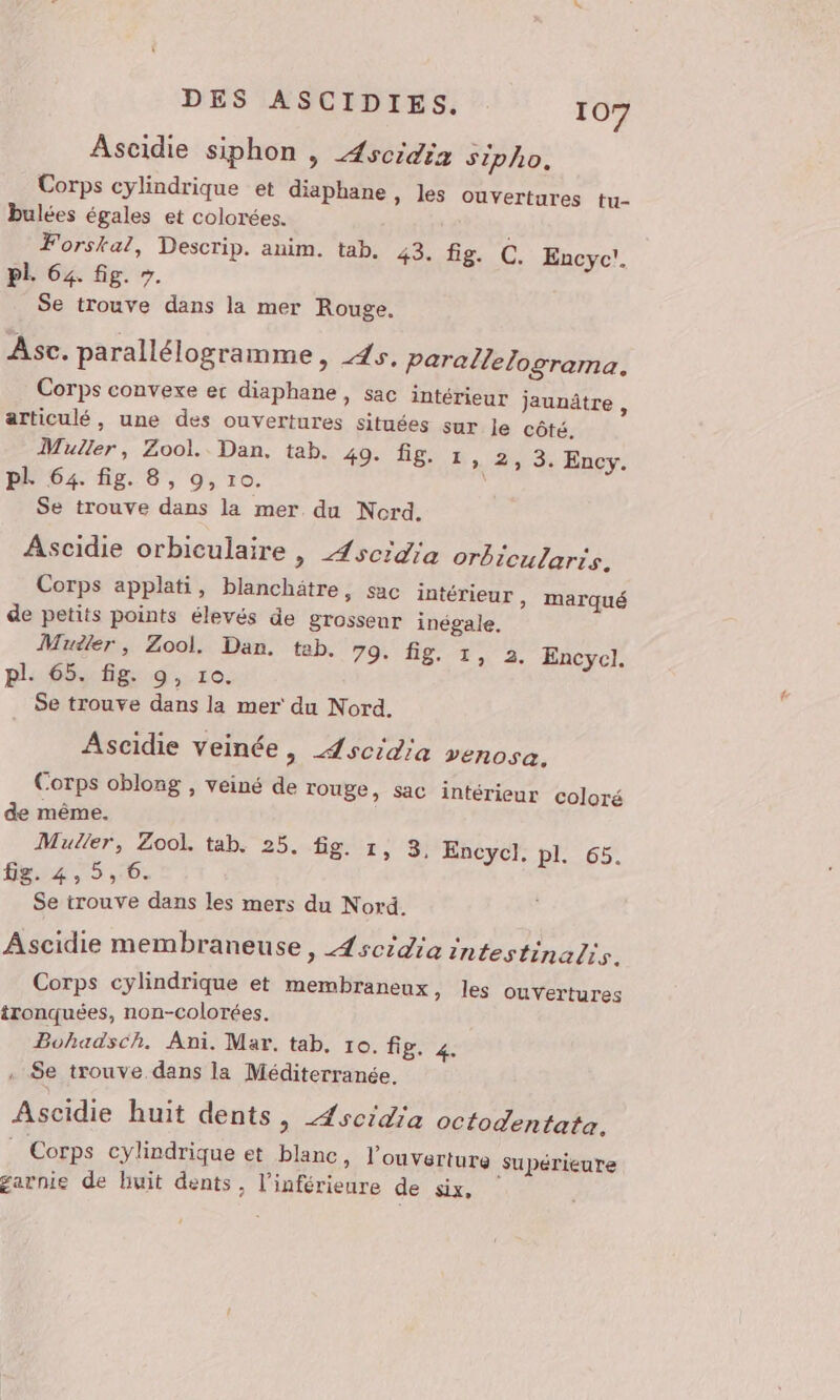 Ascidie siphon , Æscidia sipho. Corps cylindrique et diaphane , les ouvertures tu- bulées égales et colorées. Forskal, Descrip. anim. tab. 43. fig. C. Encyc!. PL 64. fig. ». Se trouve dans la mer Rouge. Àsc. parallélogramme, 45, parallelograma. Corps convexe ec diaphane, sac intérieur jaunâtre , articulé, une des ouvertures situées sur le côté. Muller, Zool. Dan, tab. 49. fig. 1, 2, 3, Ency. pl 64. fig. 8, 9, ro. Se trouve dans la mer du Nord. Ascidie orbiculaire , Æscidia orbicularts. Corps applati, blanchätre, sac intérieur , marqué de petits points élevés de grossenr inégale. Muiler, Zool. Dan. teb. 79. fig. pl. 65. fig. 9, 10. Se trouve dans la mer du Nord. Ascidie veinée &gt; Æscidia venosa. Corps oblong , veiné de rouge, sac intérieur coloré de même. Muller, Zool. tab. 25. fig. 1, 3. Encycl. pl.65: fig. #5 5, 6. Se trouve dans les mers du Nord. I, 3. Encycl. Ascidie membraneuse, Æscidia intestinalis. Corps cylindrique et membraneux, les ouvertures tronquées, non-colorées. Bohadsch. Ani. Mar. tab, ro. fig. 4. . Se trouve dans la Méditerranée. Ascidie huit dents ; Æscidia octodentata. | Corps cylindrique et blanc, l'ouverture Supérieure garnie de huit dents, l’inférieure de six,